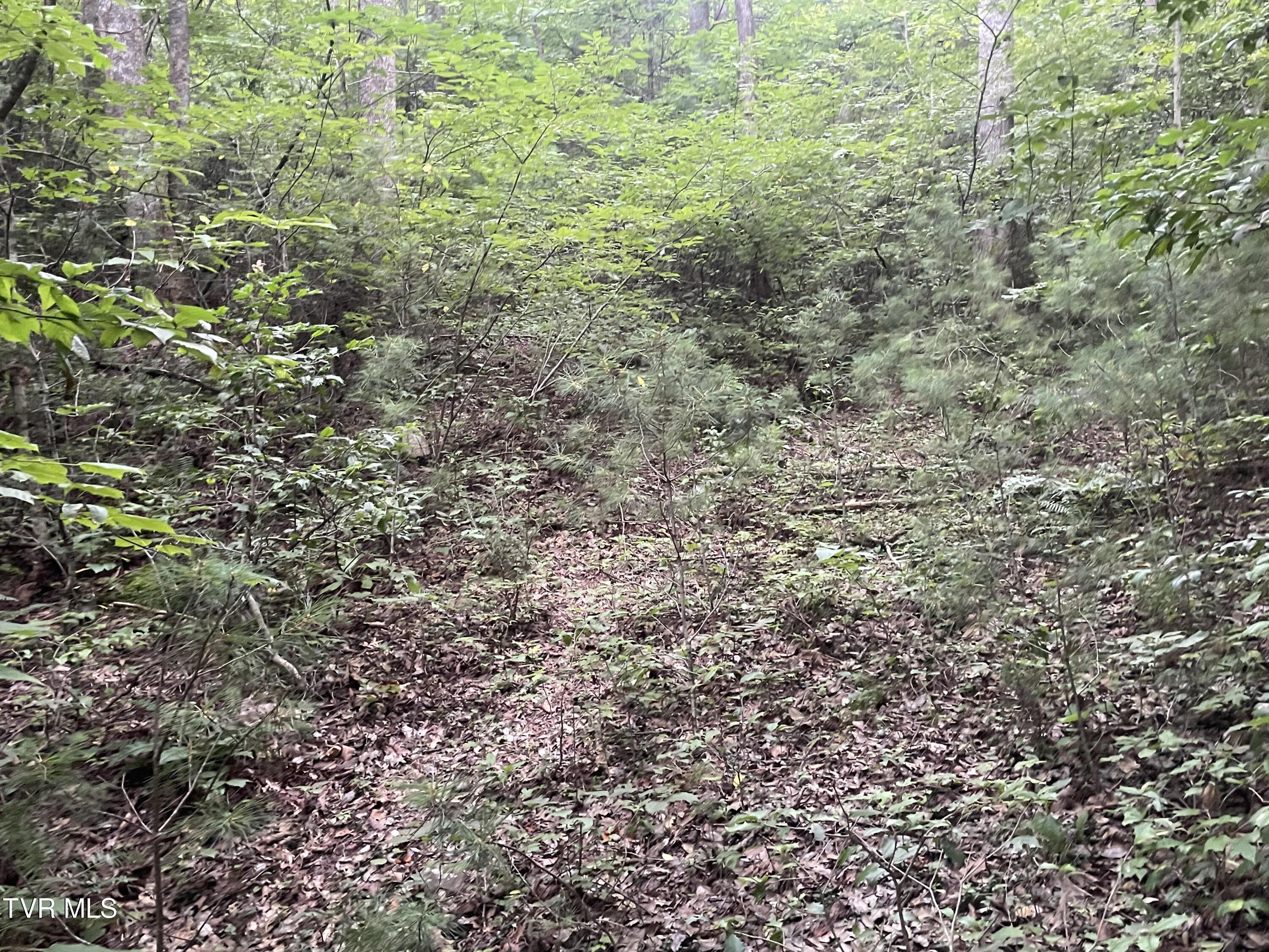 172 Carl Taylor Road, Elizabethton, Tennessee image 2