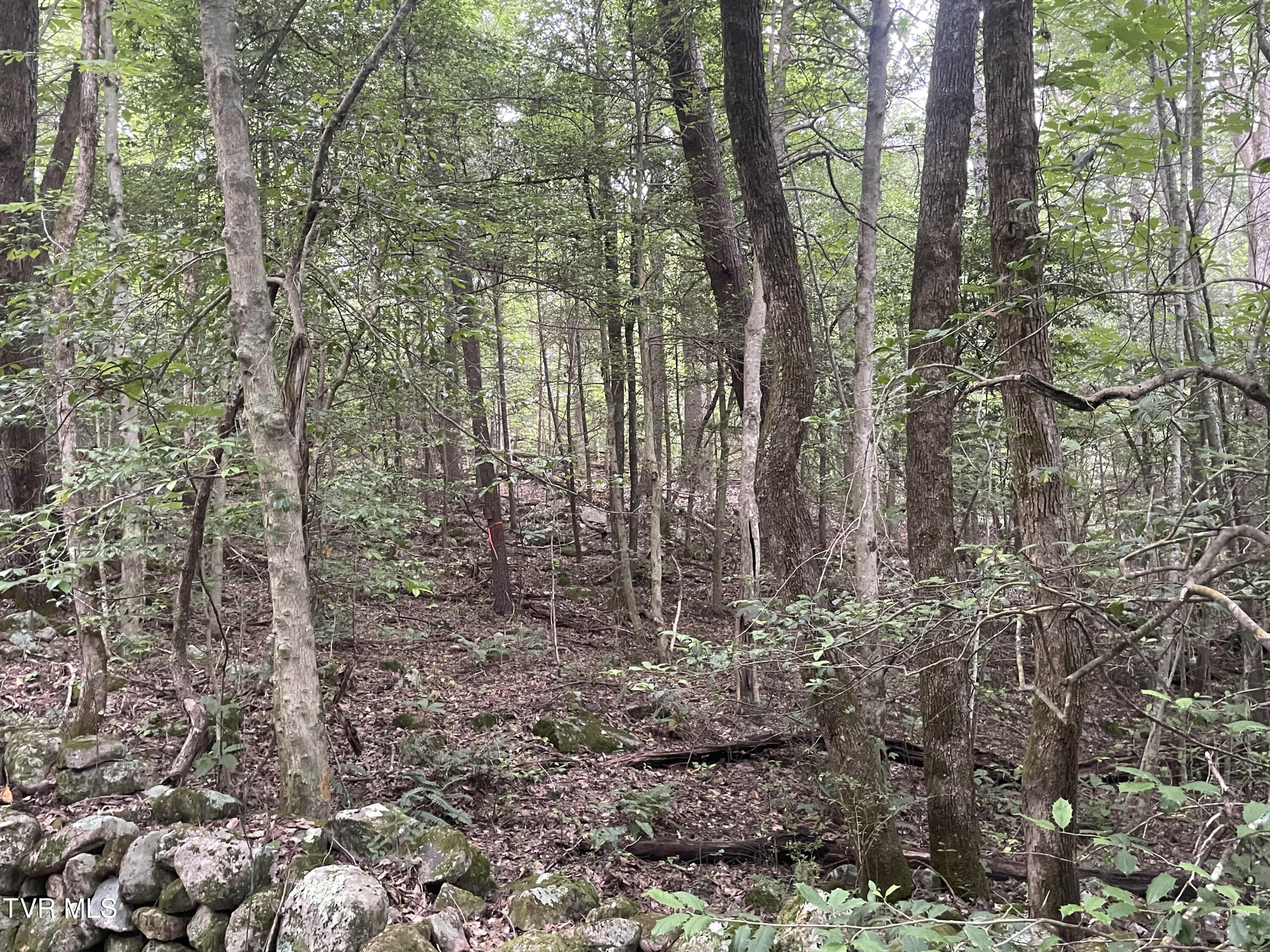 172 Carl Taylor Road, Elizabethton, Tennessee image 4