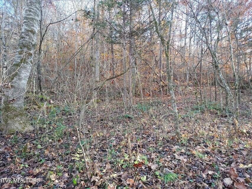 Tbd Bullen Valley Road, Thorn Hill, Tennessee image 11