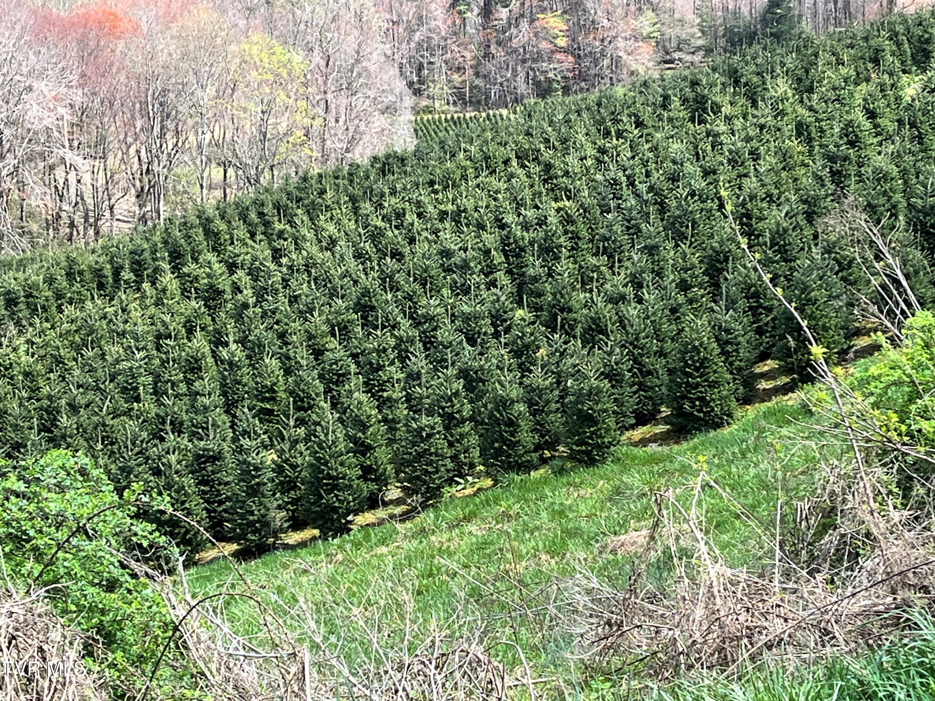00 Heaton Branch Road, Roan Mountain, Tennessee image 16