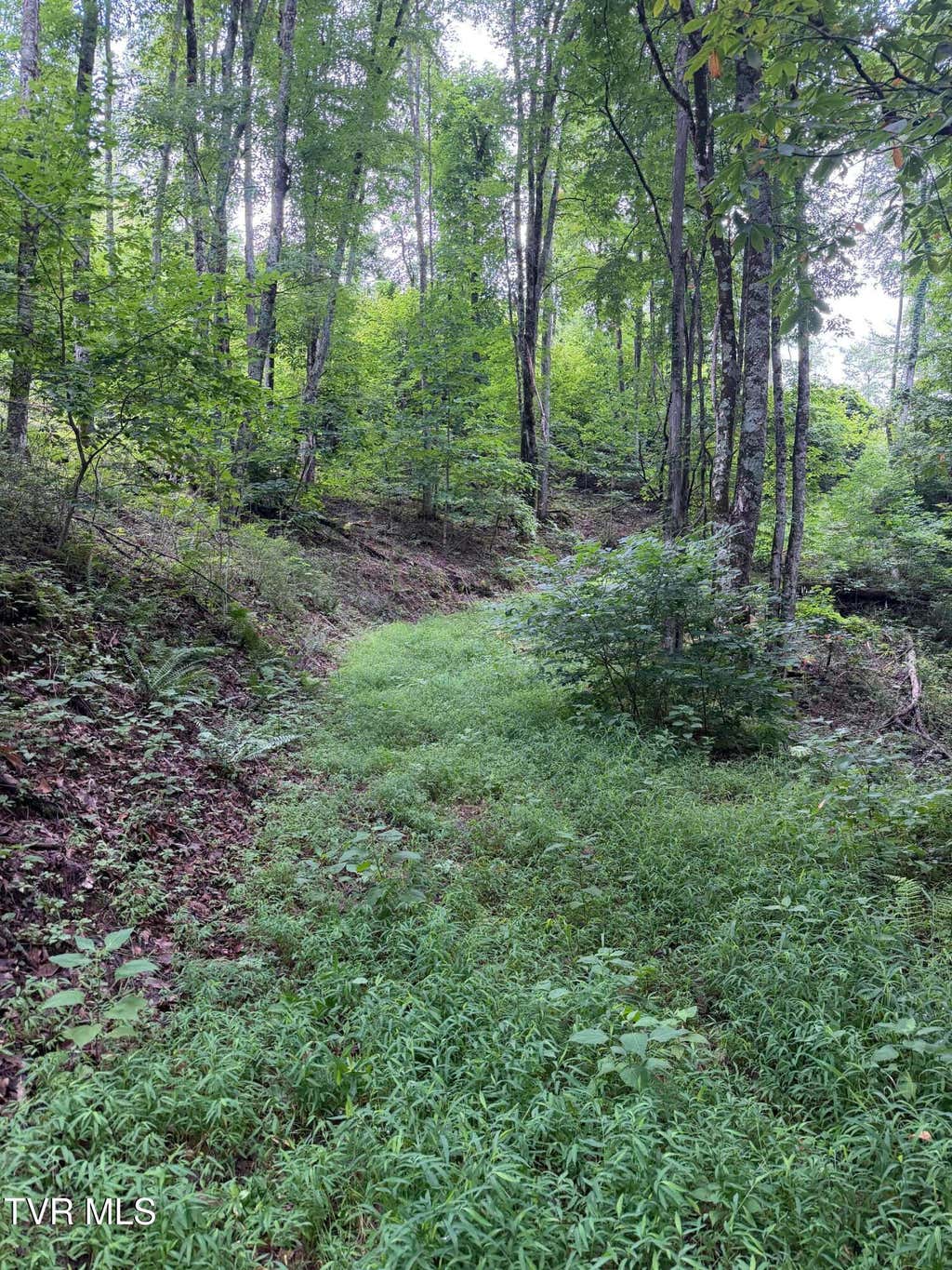Photo of Tbd Laurel Highlands Road, Roan Mountain, TN 37687 (MLS # 9999045)
