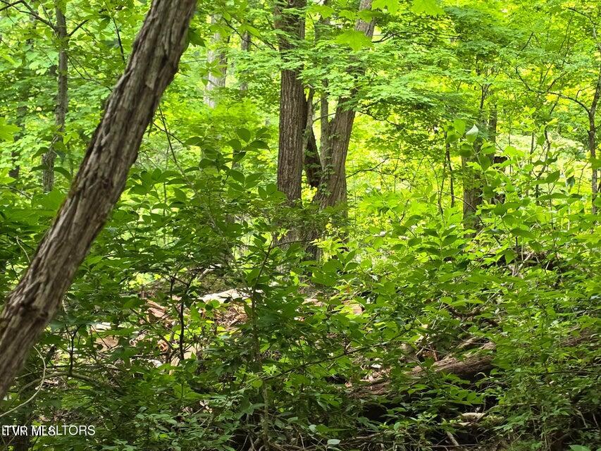 Tbd Boatmans Mountain Lot 3 Road, Morristown, Tennessee image 29