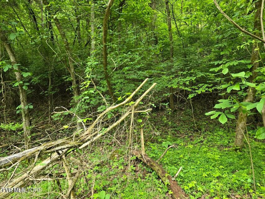 Tbd Boatmans Mountain Lot 3 Road, Morristown, Tennessee image 38