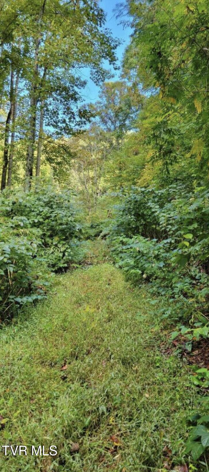 Tbd Whitehead Hollow Road, Roan Mountain, Tennessee image 1