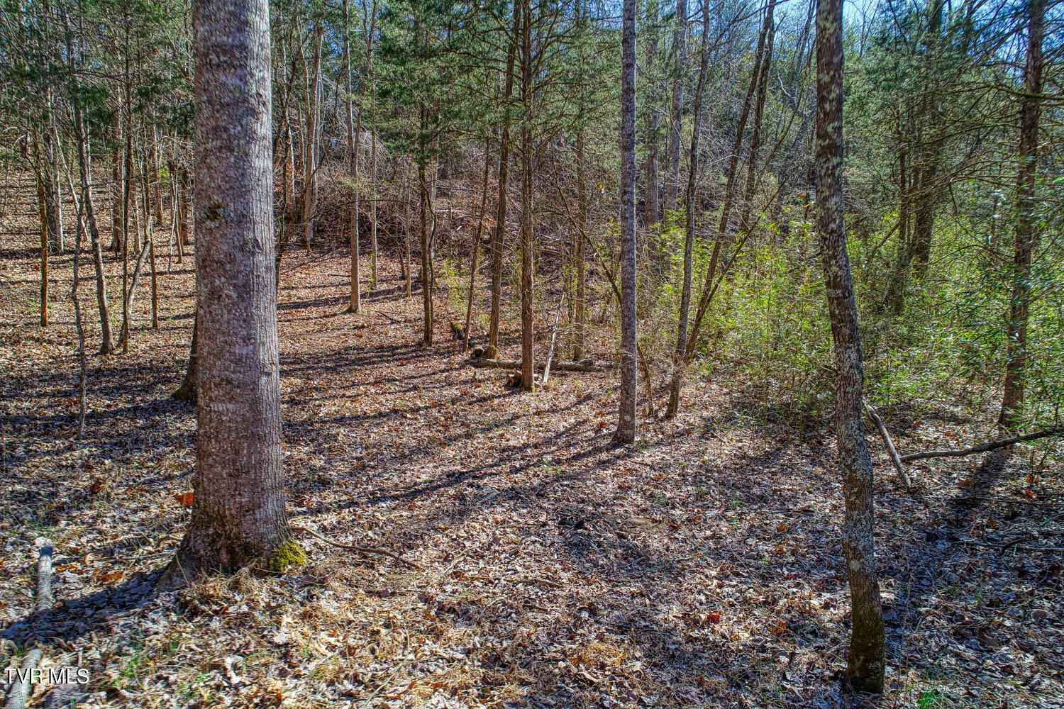 Tbd Devils Nose Road, Rogersville, Tennessee image 9