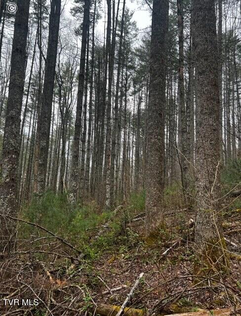 Tbd Roan Creek Road, Butler, Tennessee image 13