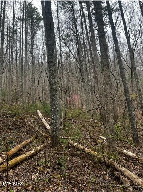 Tbd Roan Creek Road, Butler, Tennessee image 11