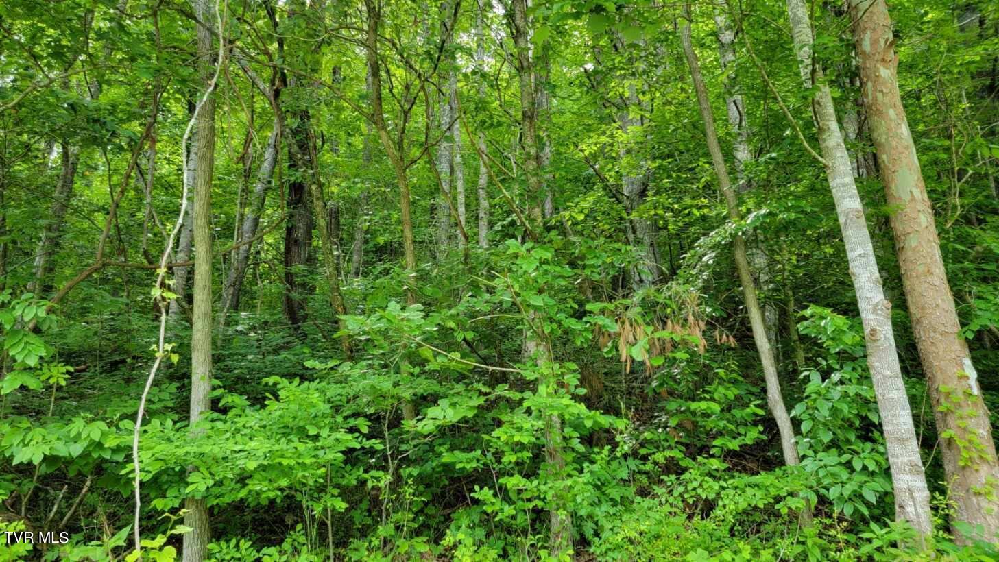 Tbd Roan Creek Road, Butler, Tennessee image 4