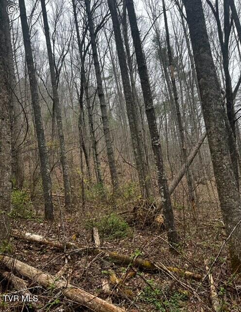 Tbd Roan Creek Road, Butler, Tennessee image 10