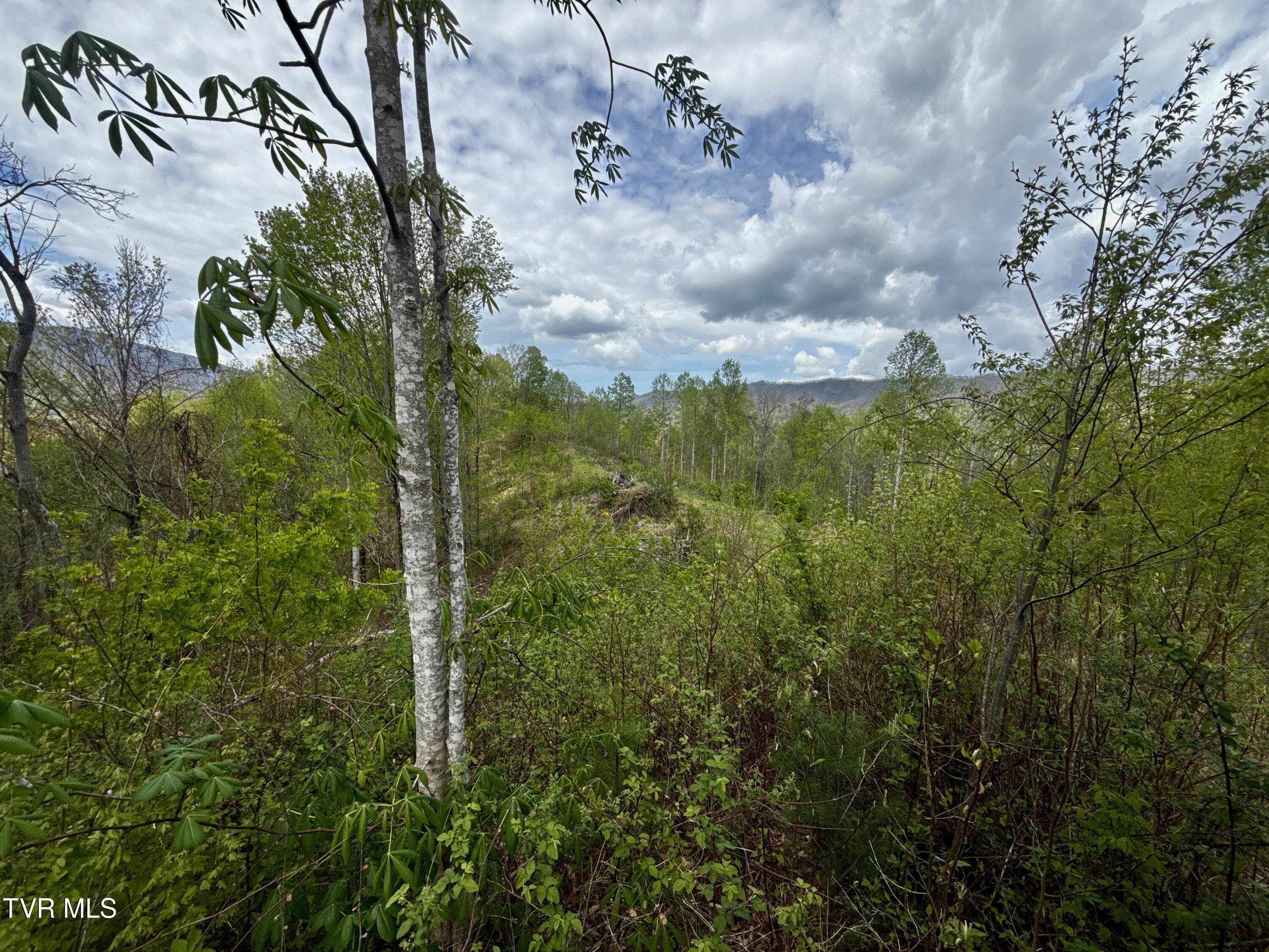 19/Ac Tbd Edith Gouge Rd, Unicoi, Tennessee image 6