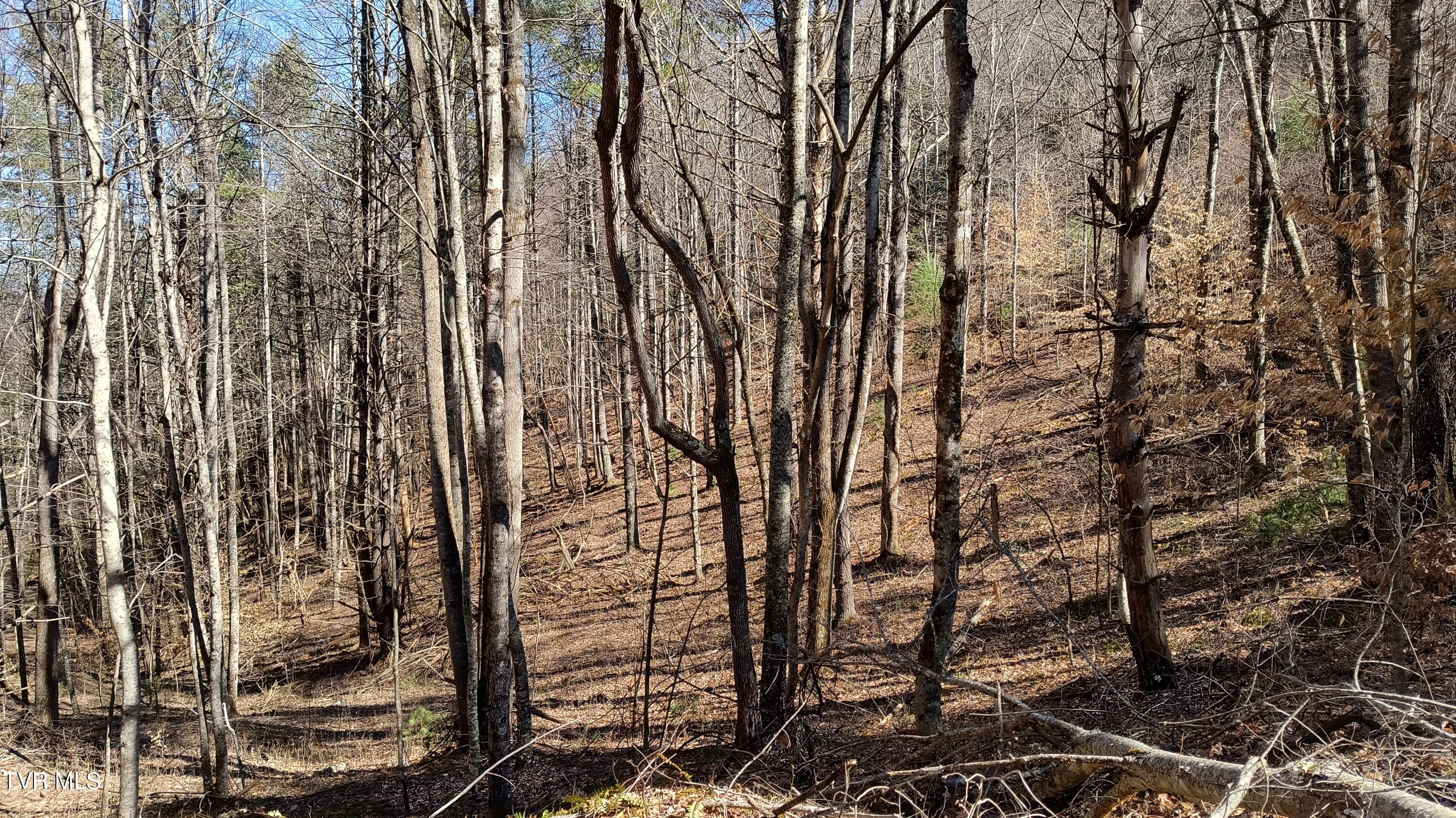 841 Green Road, Butler, Tennessee image 22