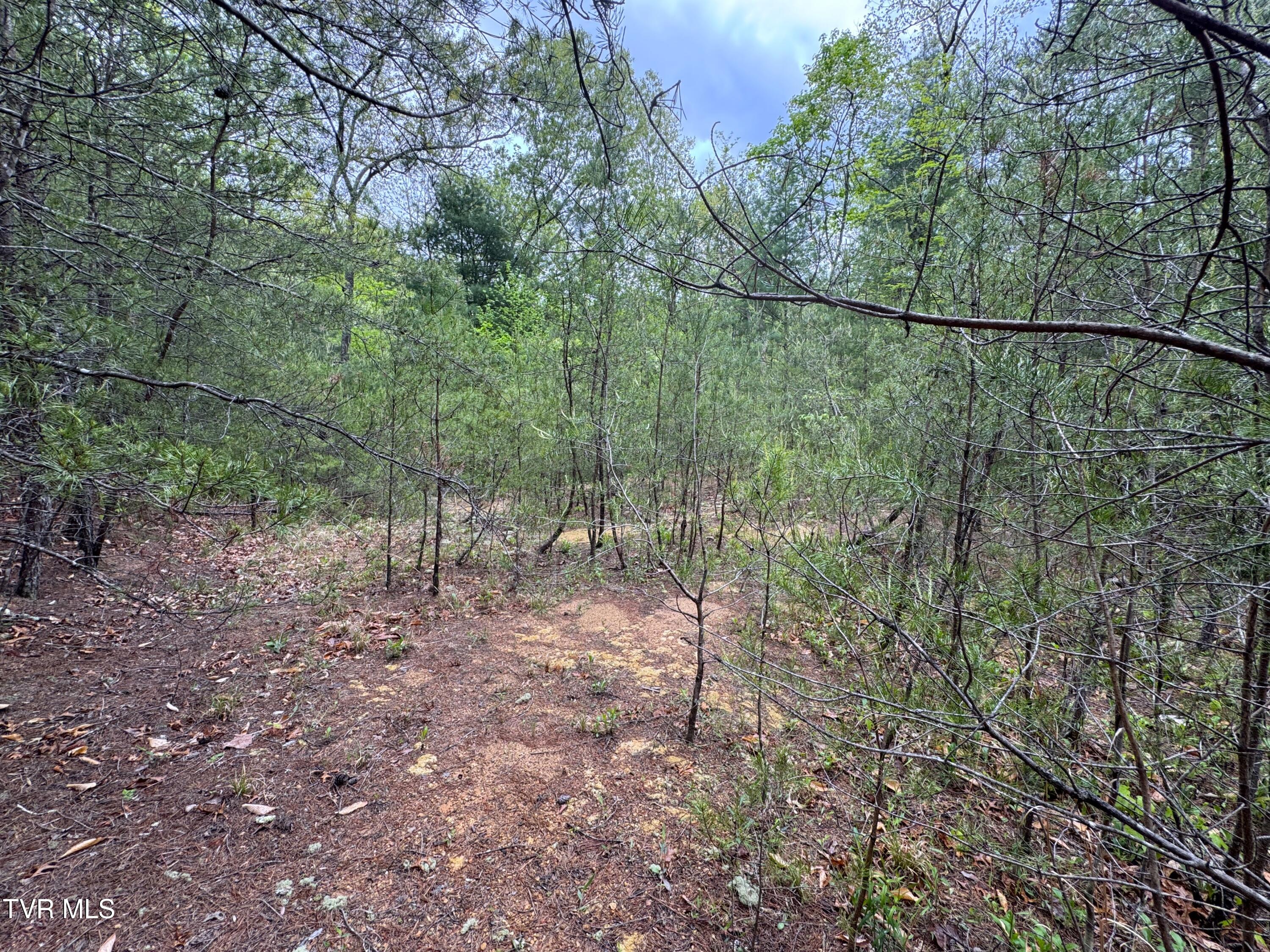 376 Summer House Hollow Road, Del Rio, Tennessee image 14