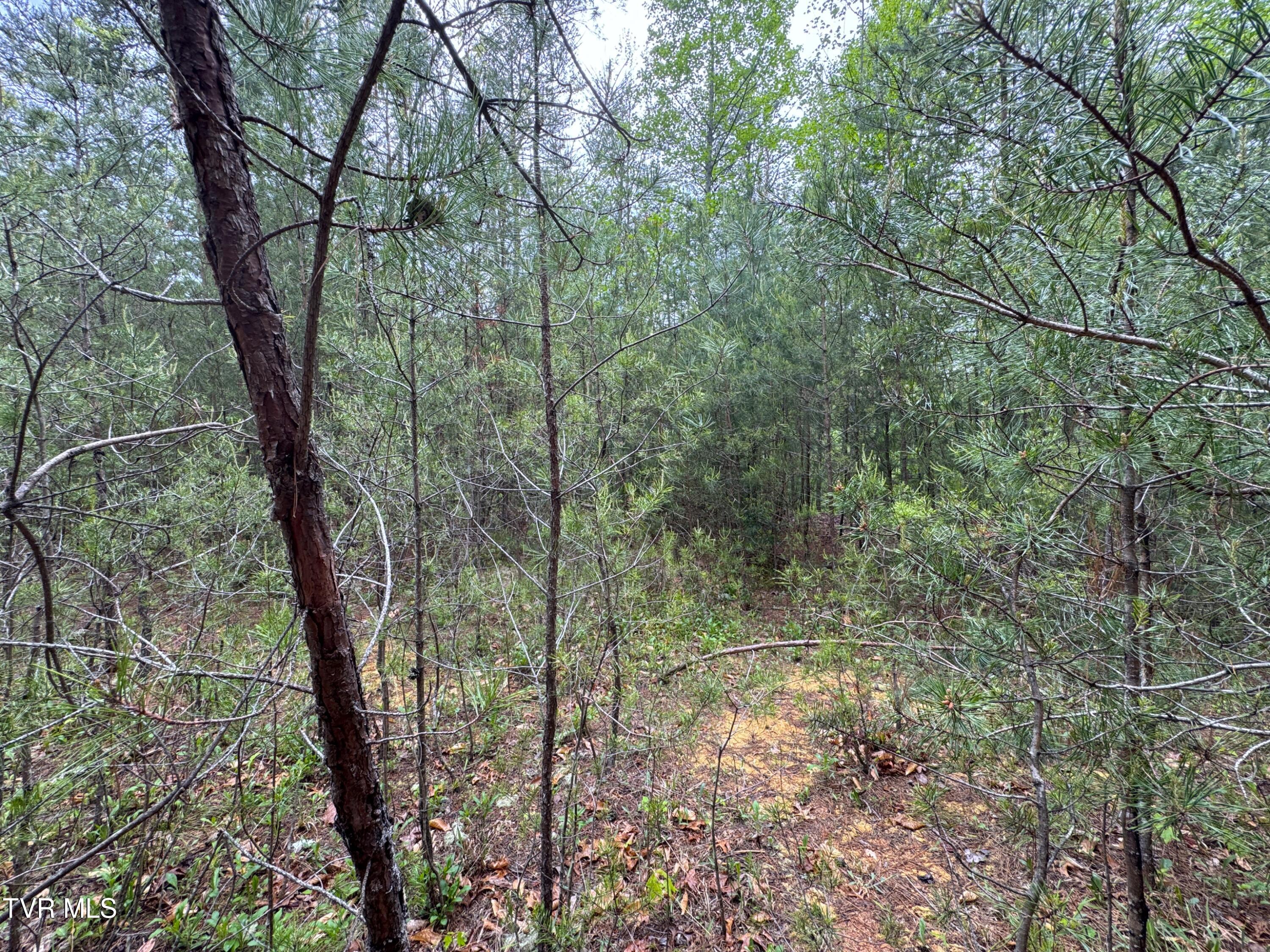 376 Summer House Hollow Road, Del Rio, Tennessee image 13