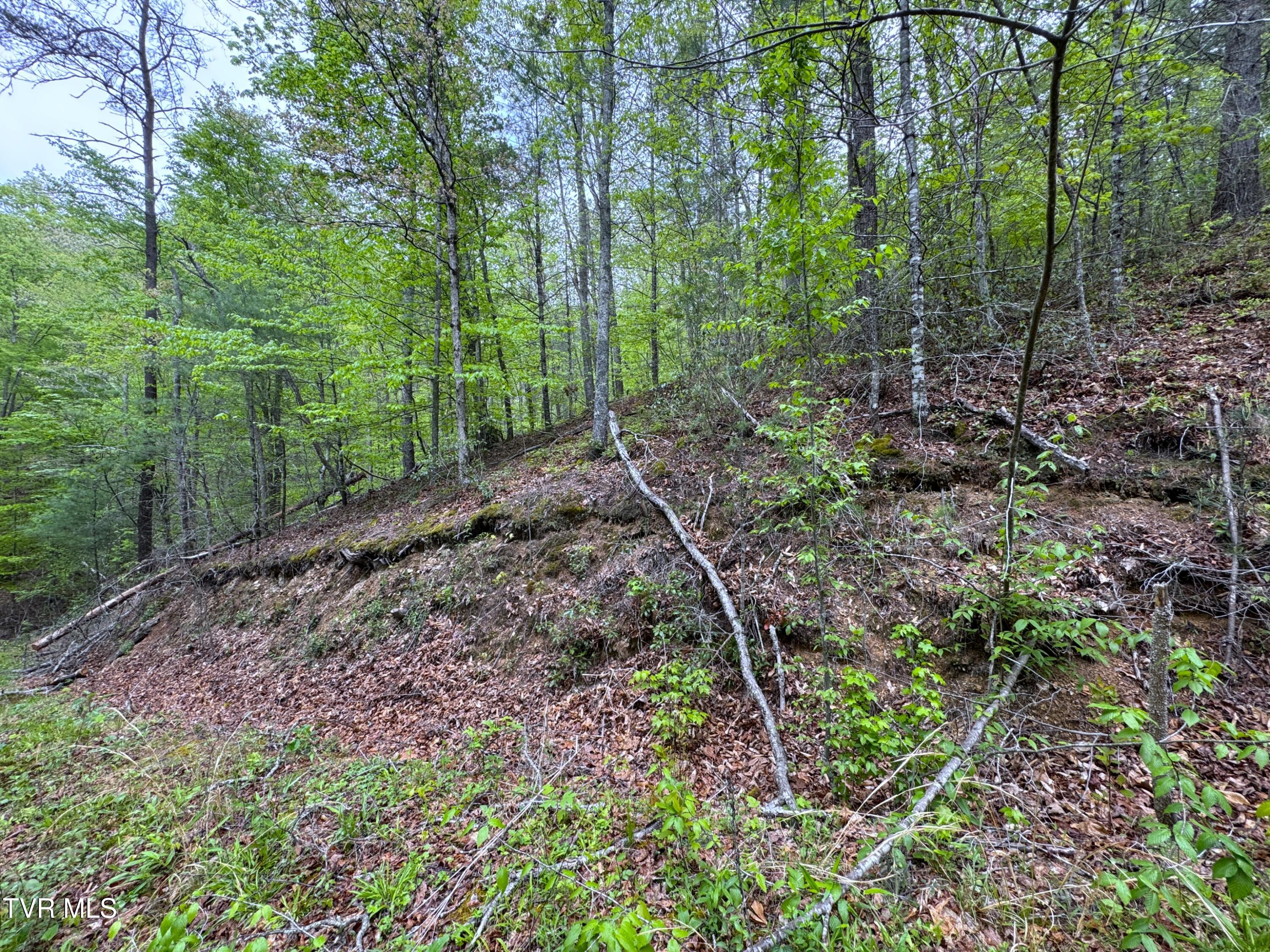 376 Summer House Hollow Road, Del Rio, Tennessee image 2