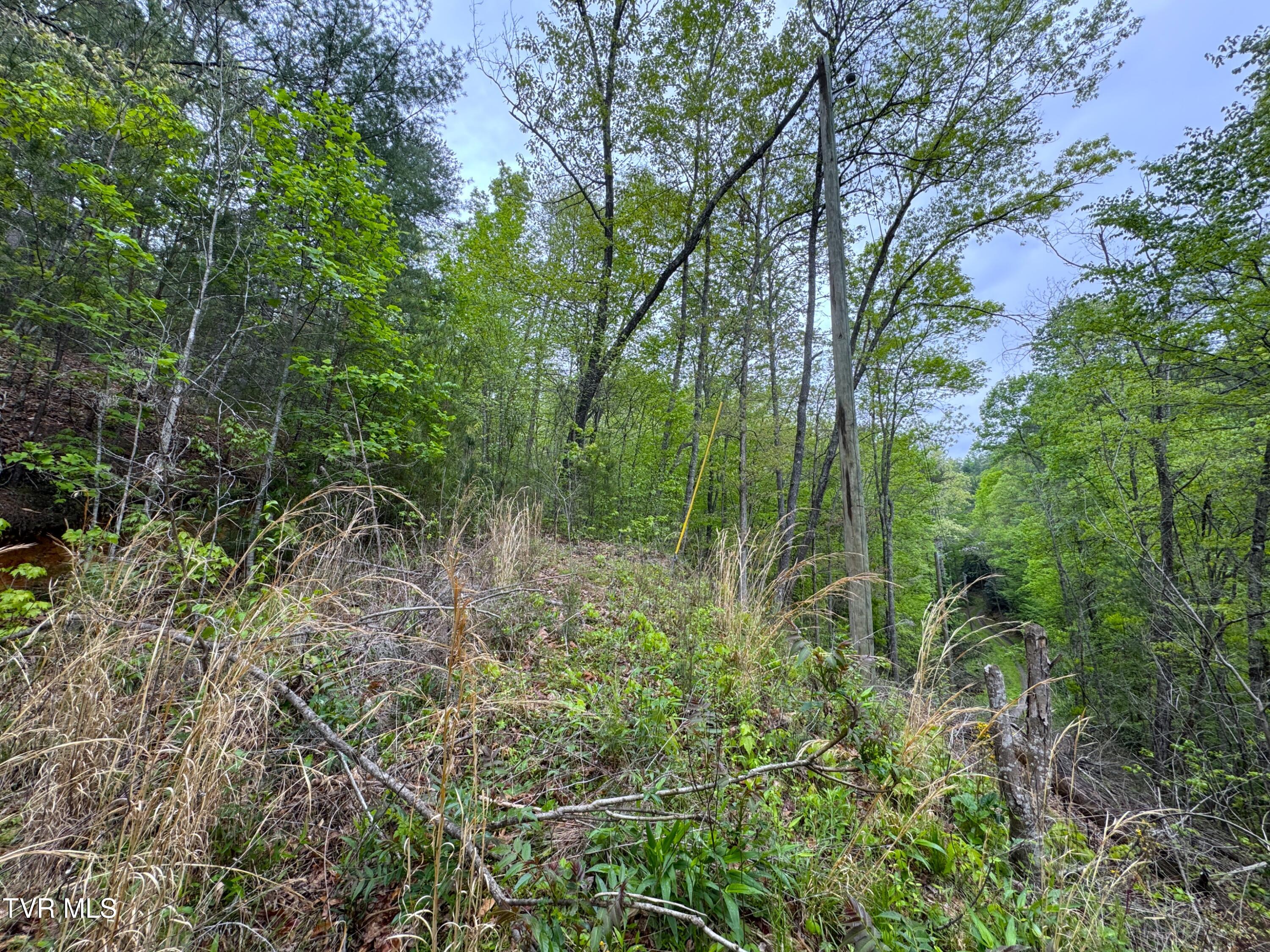 376 Summer House Hollow Road, Del Rio, Tennessee image 3