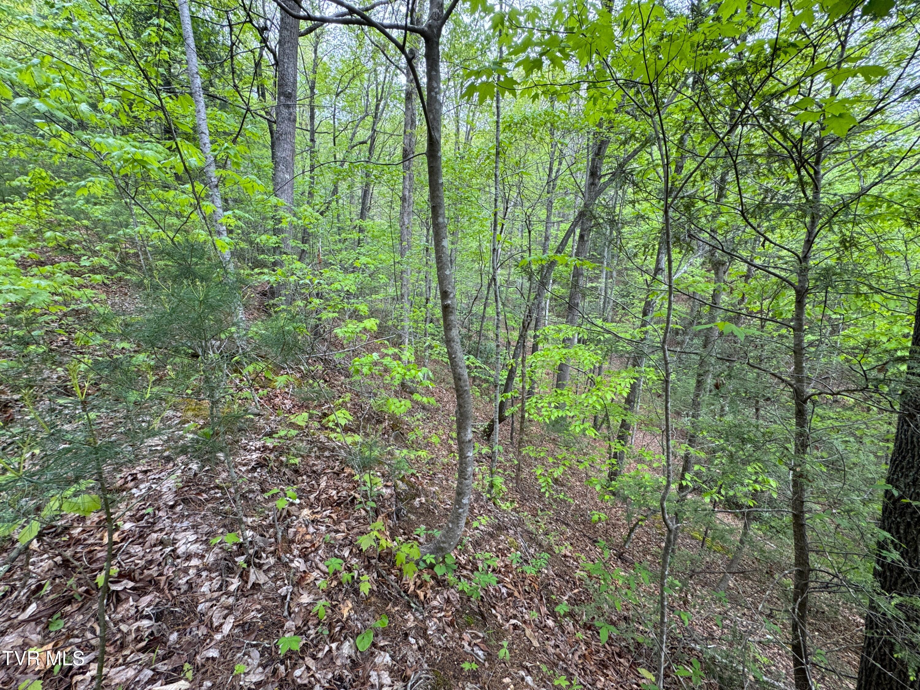 376 Summer House Hollow Road, Del Rio, Tennessee image 8
