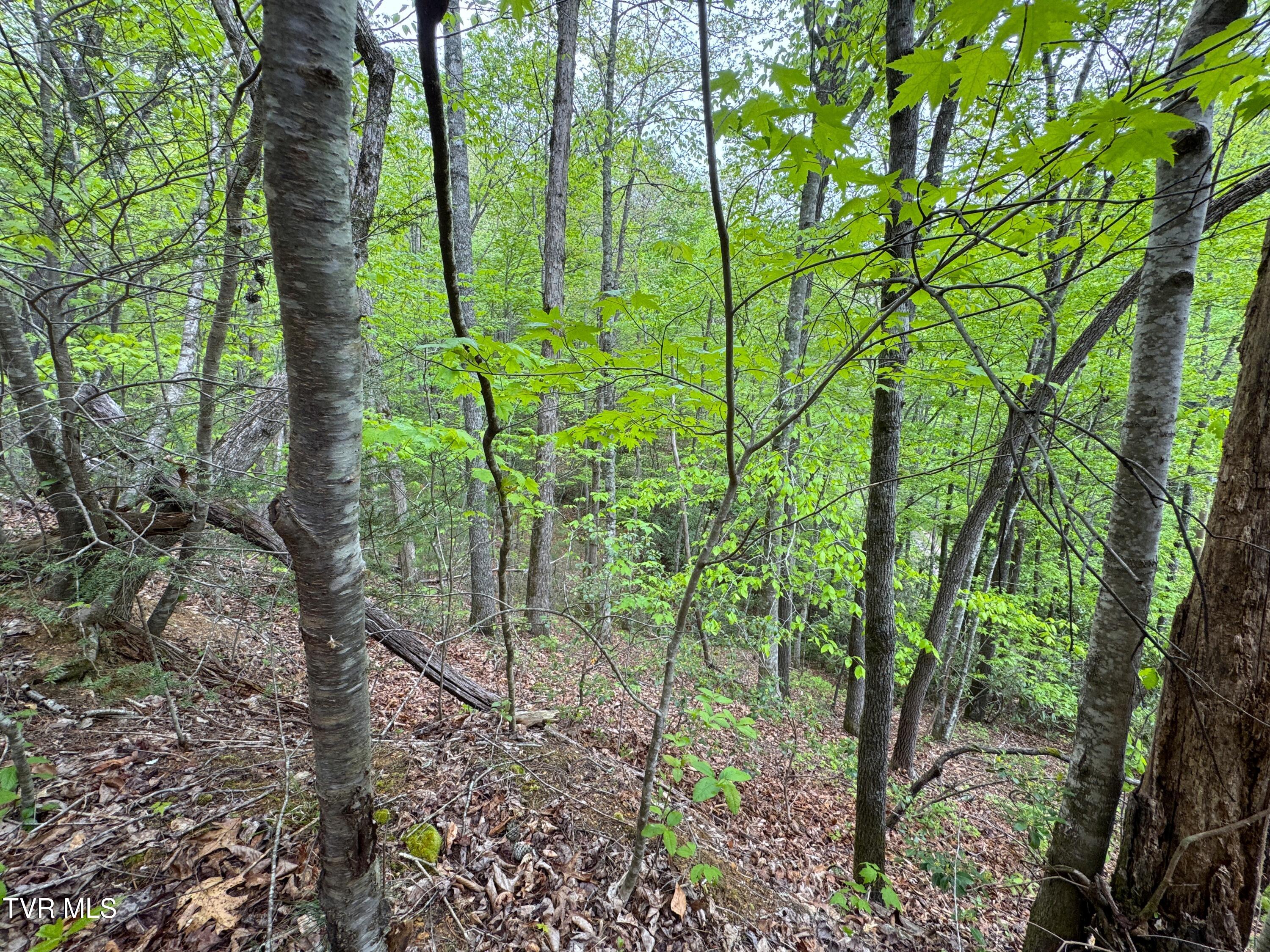 376 Summer House Hollow Road, Del Rio, Tennessee image 6