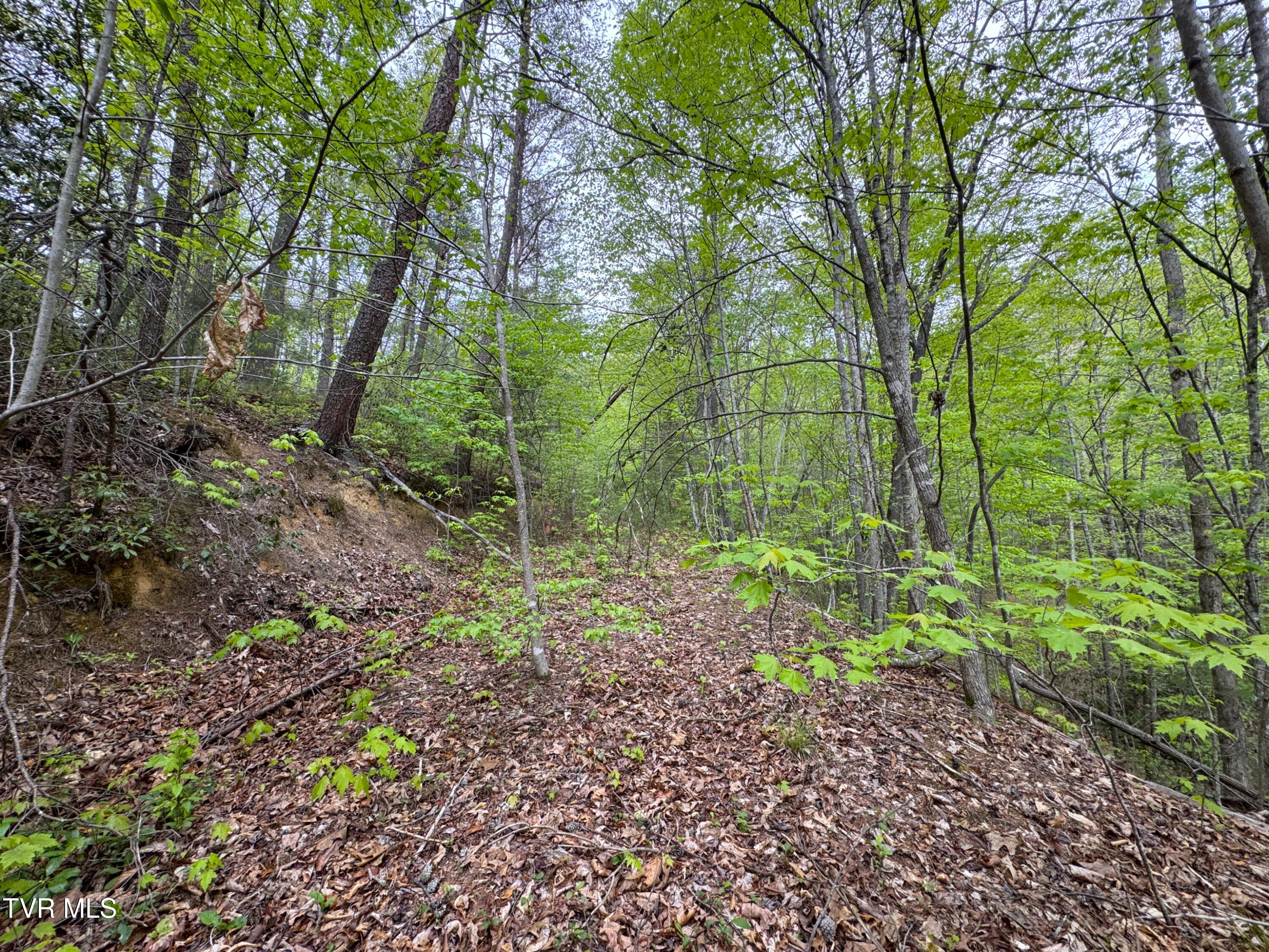 376 Summer House Hollow Road, Del Rio, Tennessee image 7