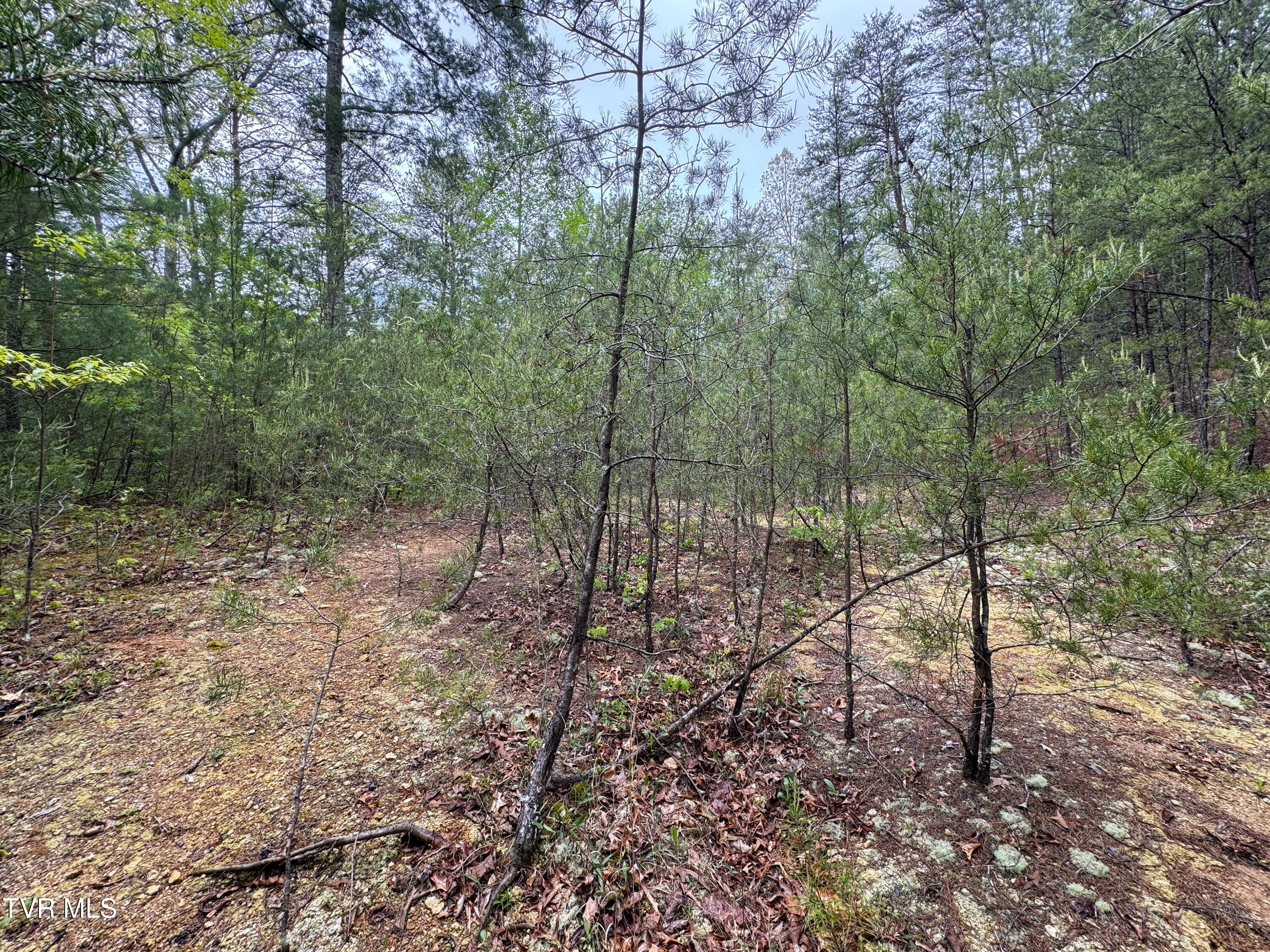 376 Summer House Hollow Road, Del Rio, Tennessee image 10