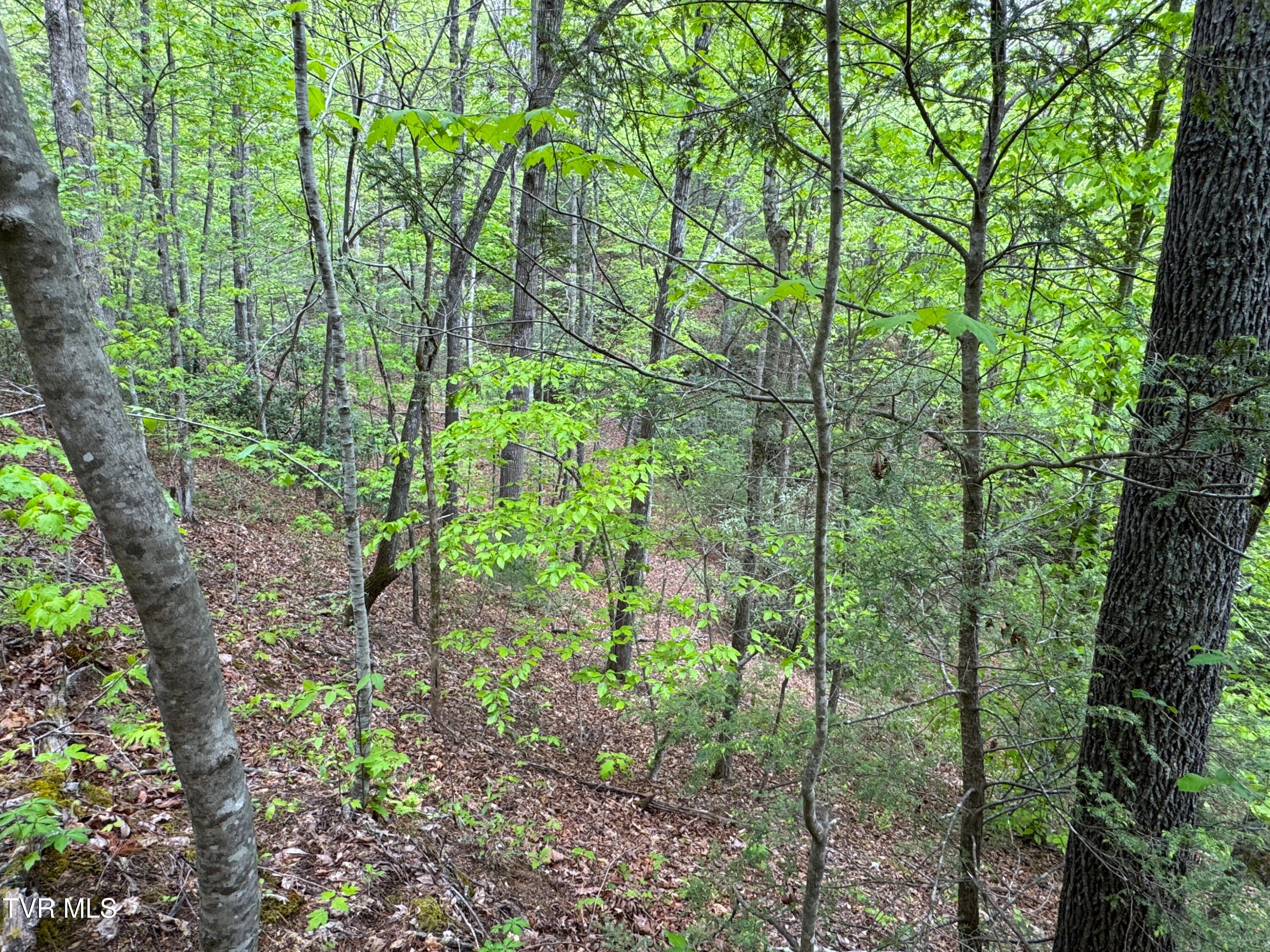 376 Summer House Hollow Road, Del Rio, Tennessee image 15