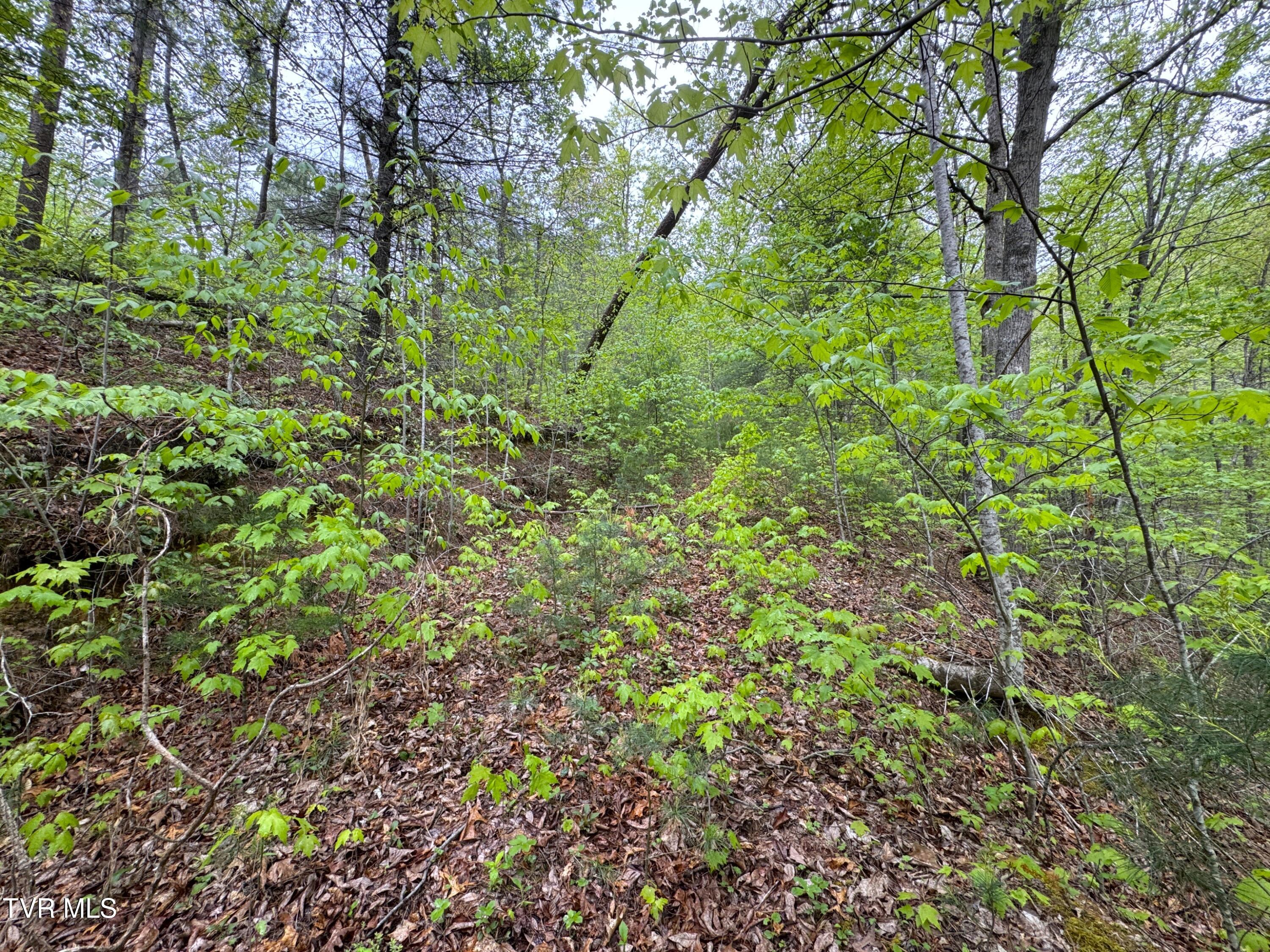 376 Summer House Hollow Road, Del Rio, Tennessee image 9