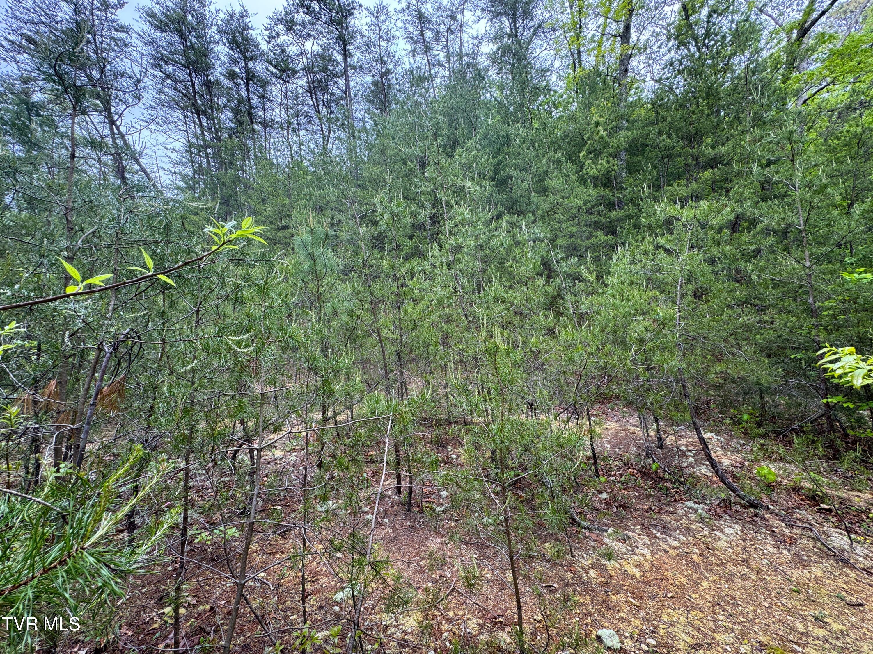 376 Summer House Hollow Road, Del Rio, Tennessee image 11