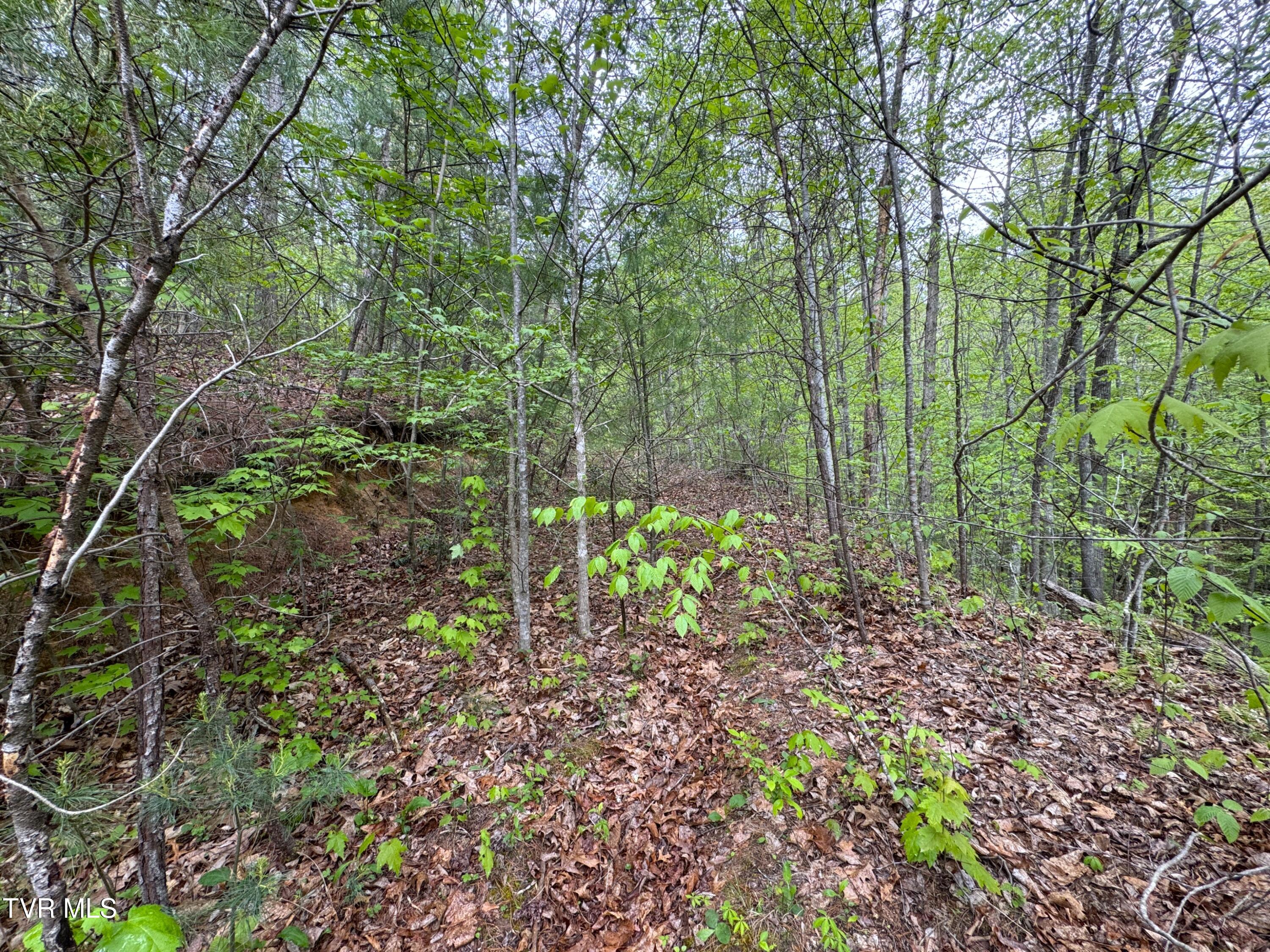 376 Summer House Hollow Road, Del Rio, Tennessee image 5
