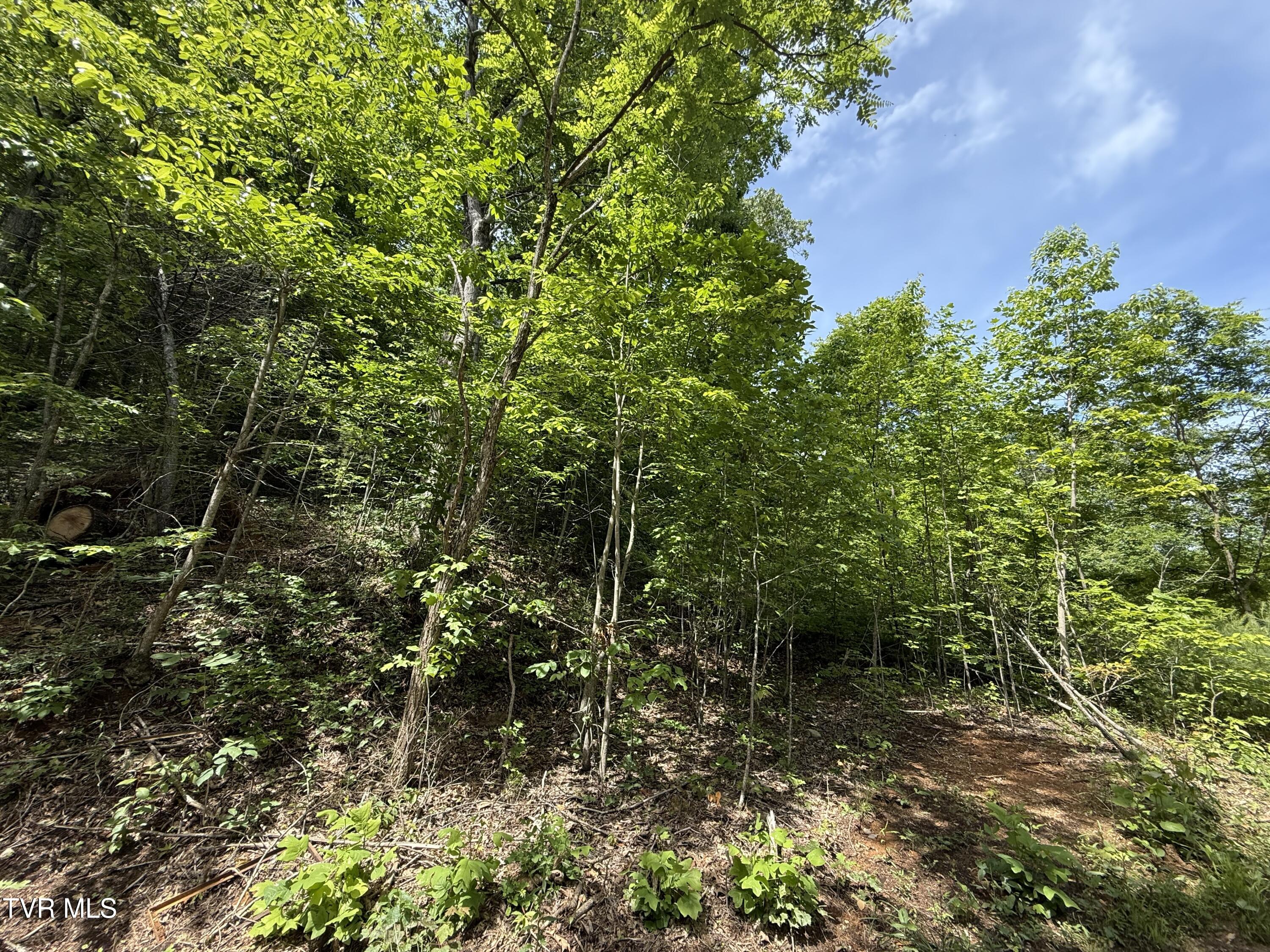 Tbd Rattlesnake Ridge Lot 19 & 31, Butler, Tennessee image 3