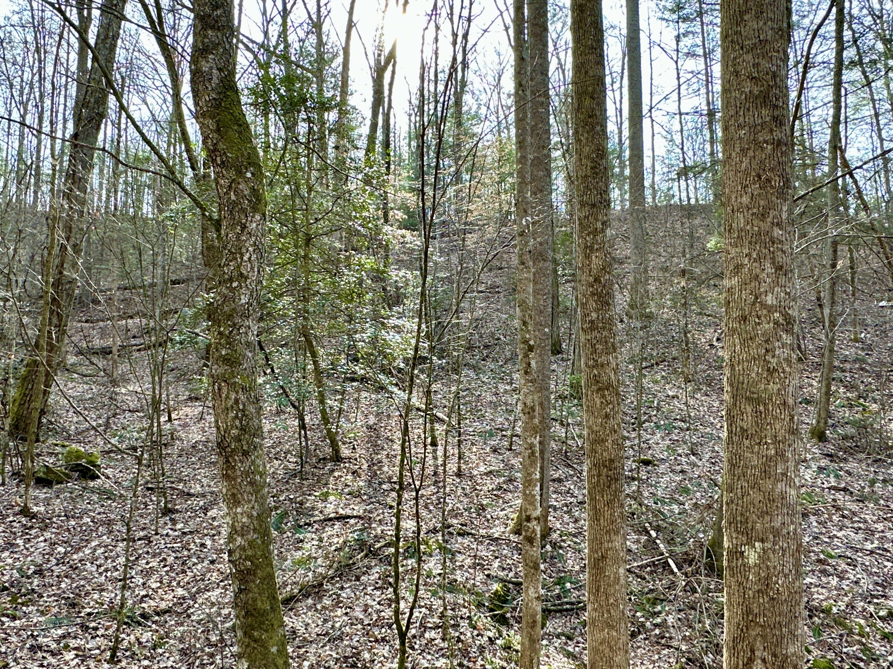 Lot 24 Horse Shoe Way, Del Rio, Tennessee image 7