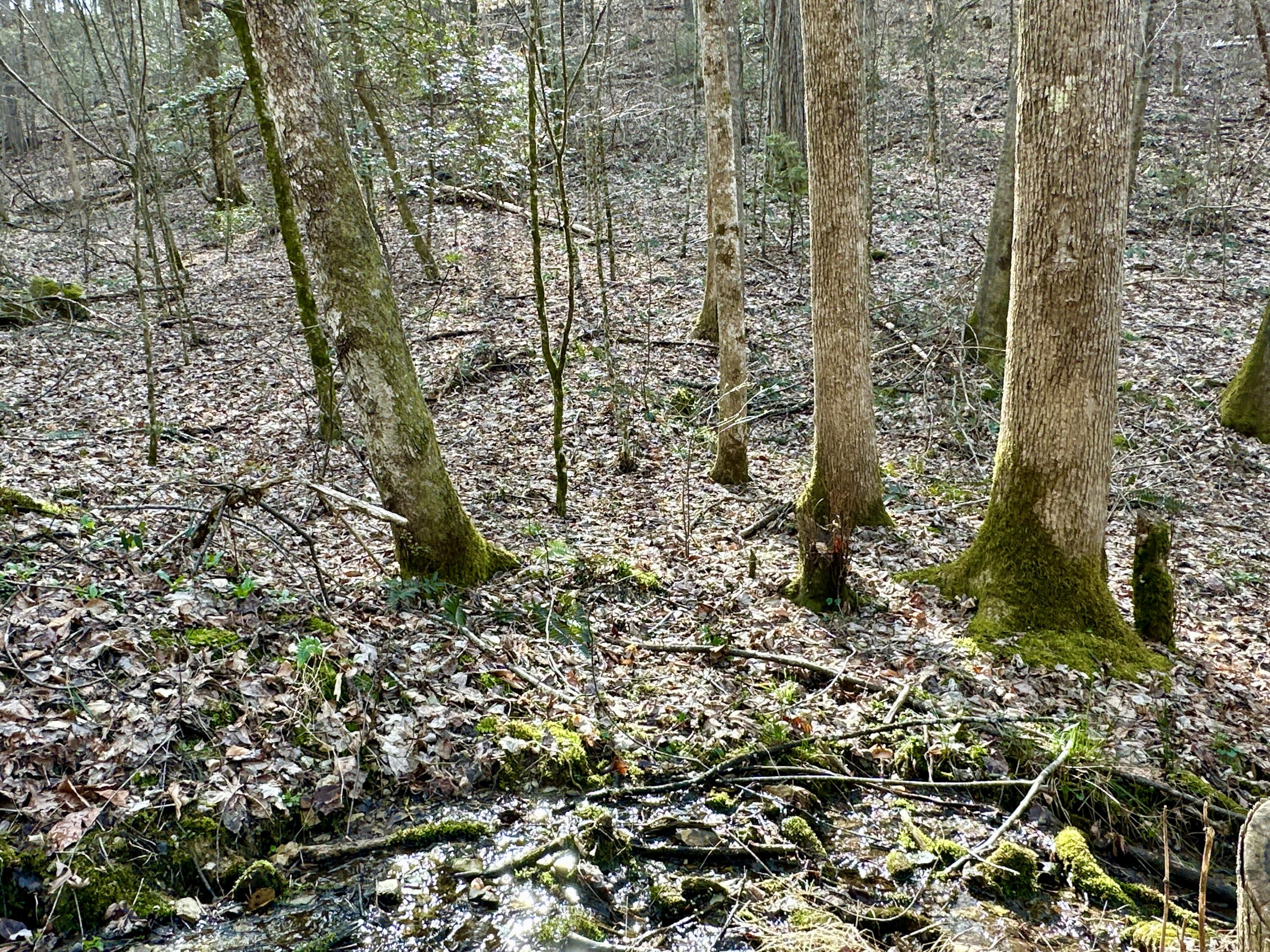 Lot 24 Horse Shoe Way, Del Rio, Tennessee image 5