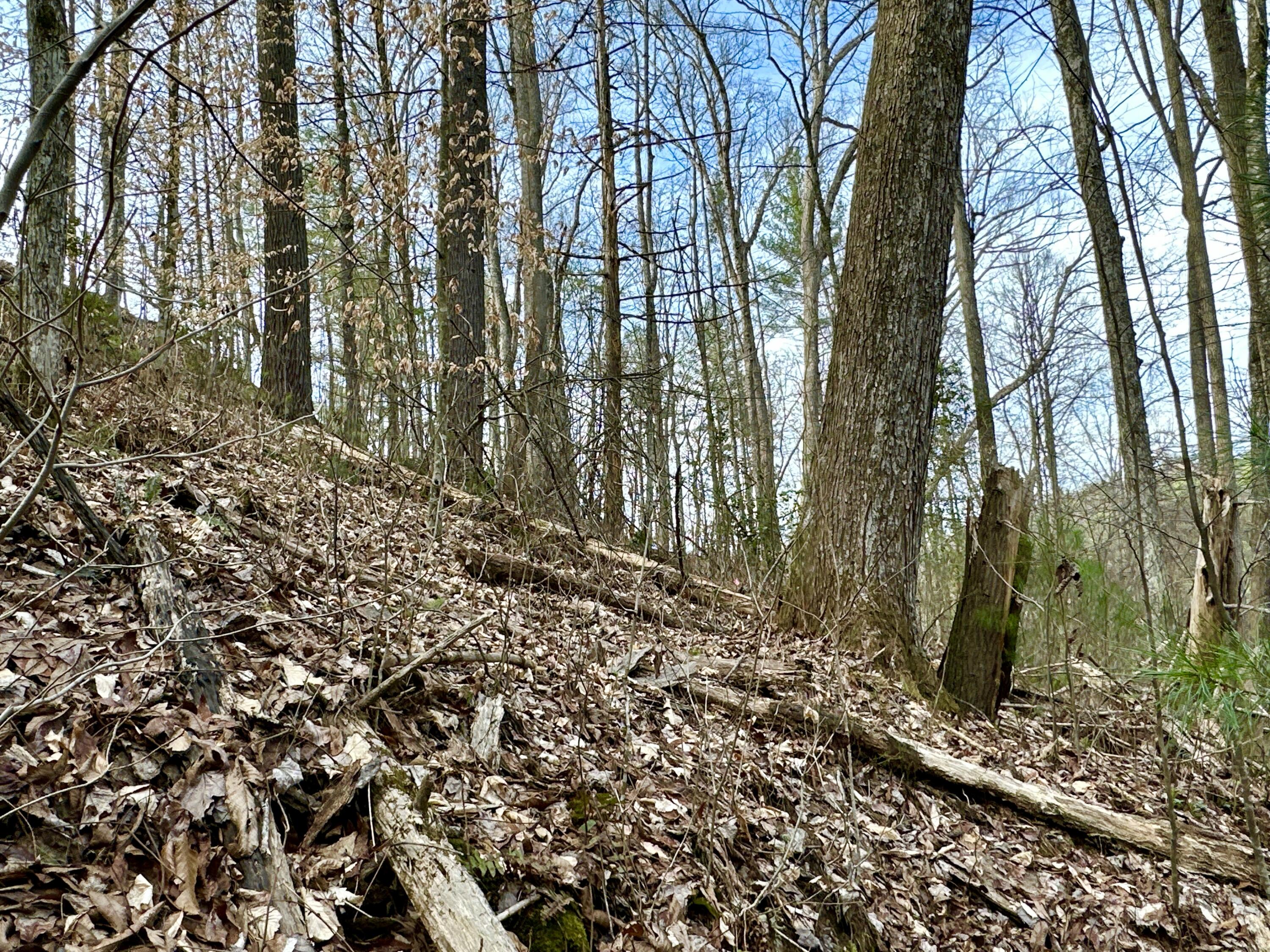 Lot 24 Horse Shoe Way, Del Rio, Tennessee image 9