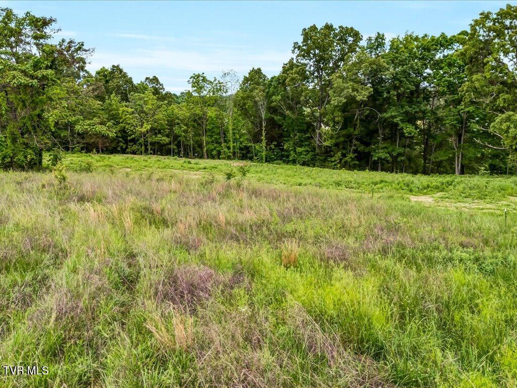 Ostrich Lane, Rutledge, Tennessee image 14