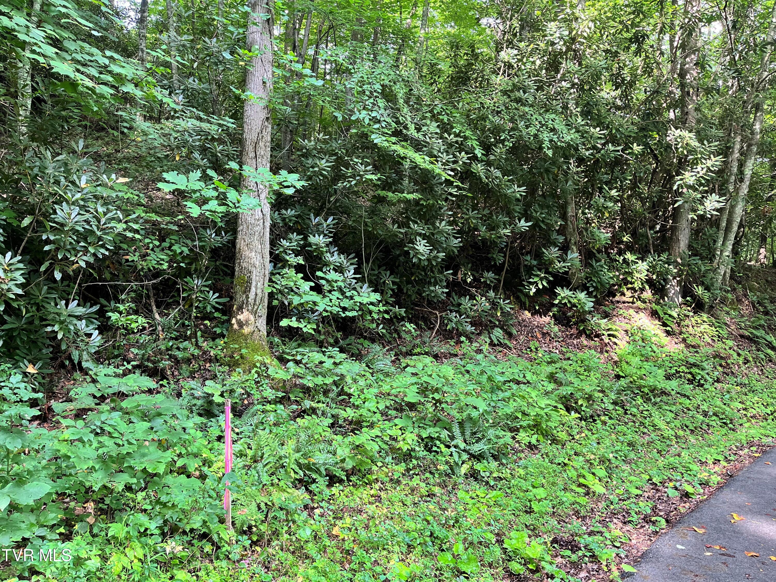 133 00 Richardson Hollow/ Estep Lp Rd, Elizabethton, Tennessee image 14