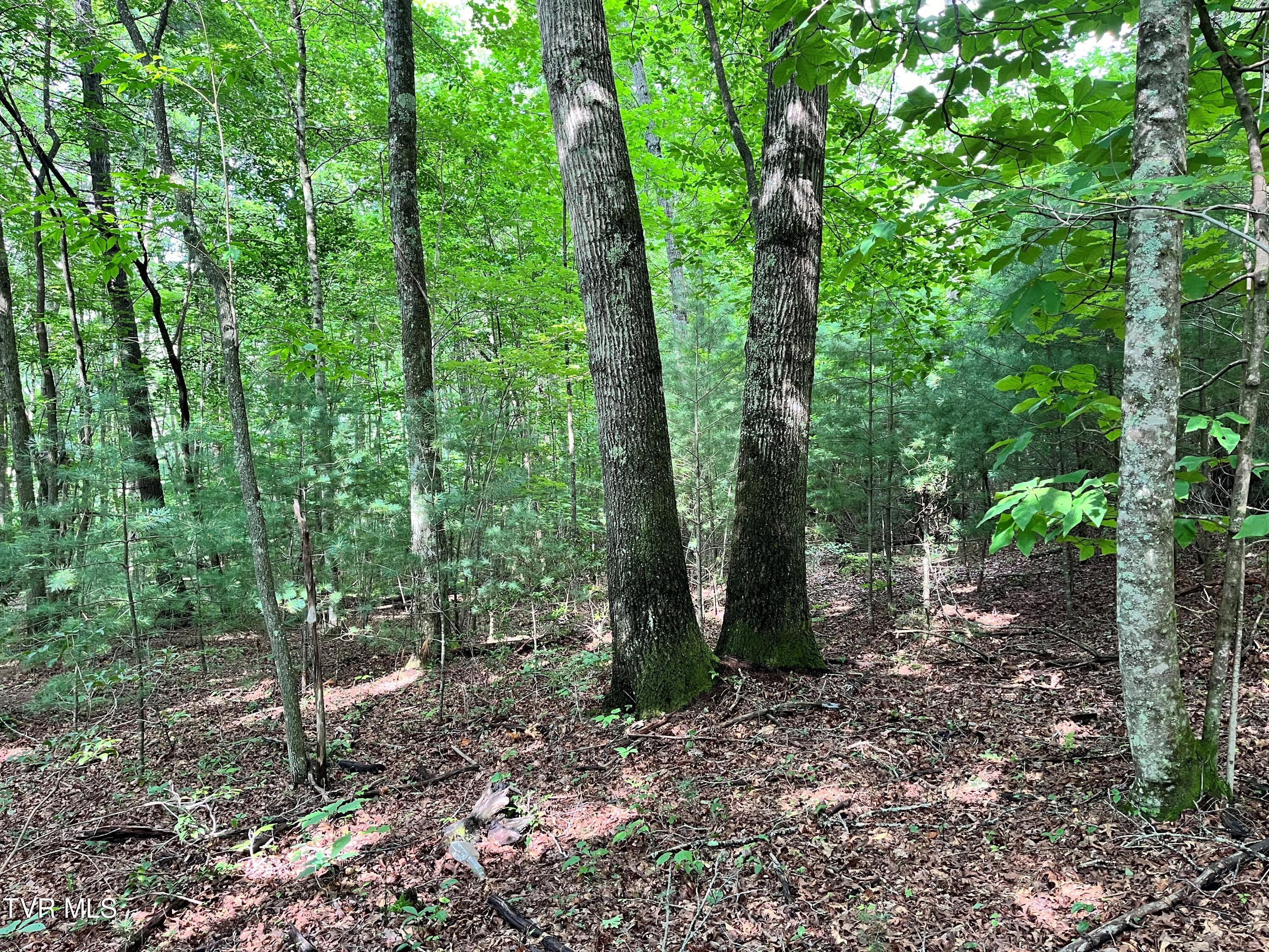 133 00 Richardson Hollow/ Estep Lp Rd, Elizabethton, Tennessee image 15