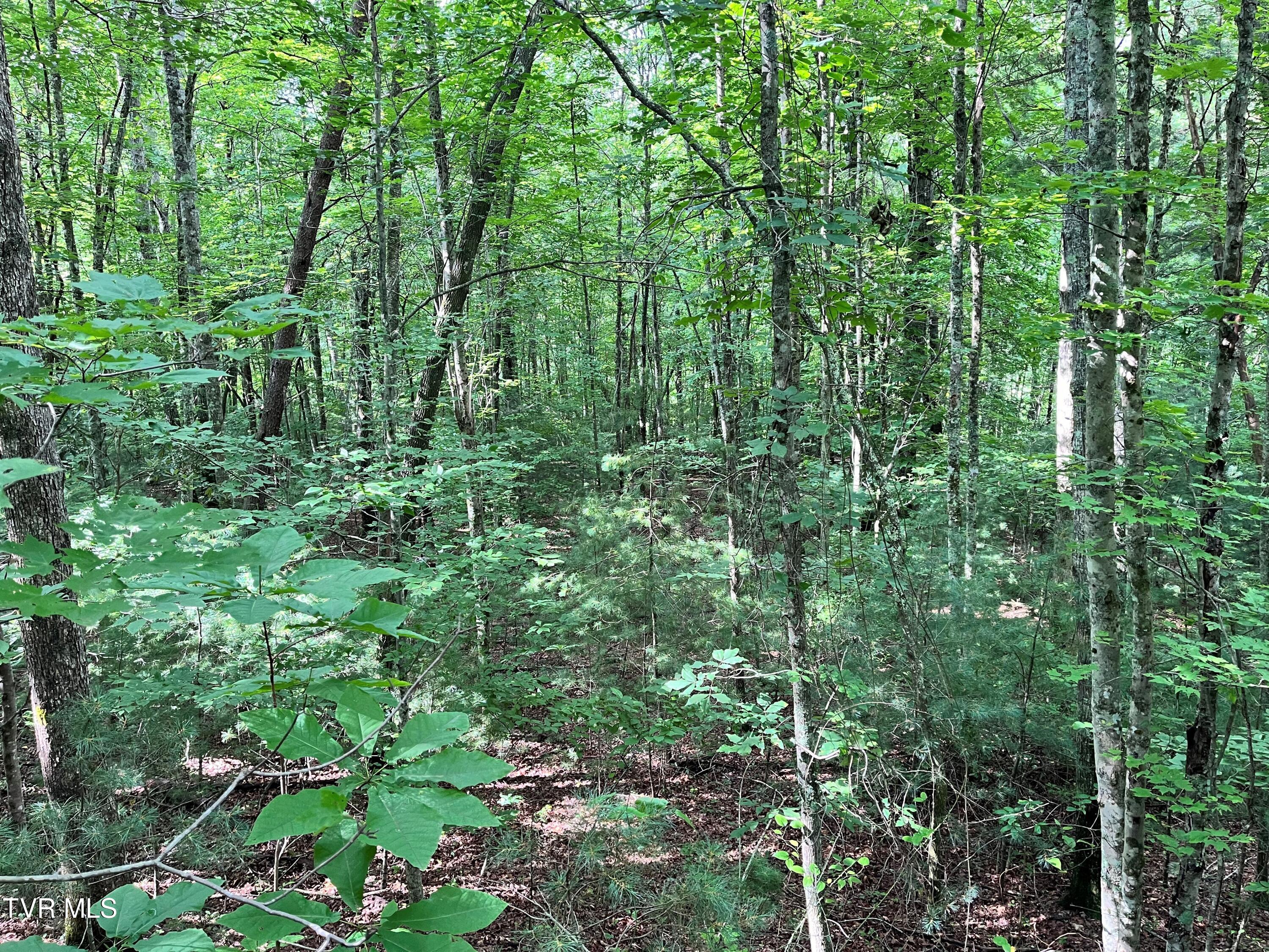 133 00 Richardson Hollow/ Estep Lp Rd, Elizabethton, Tennessee image 16