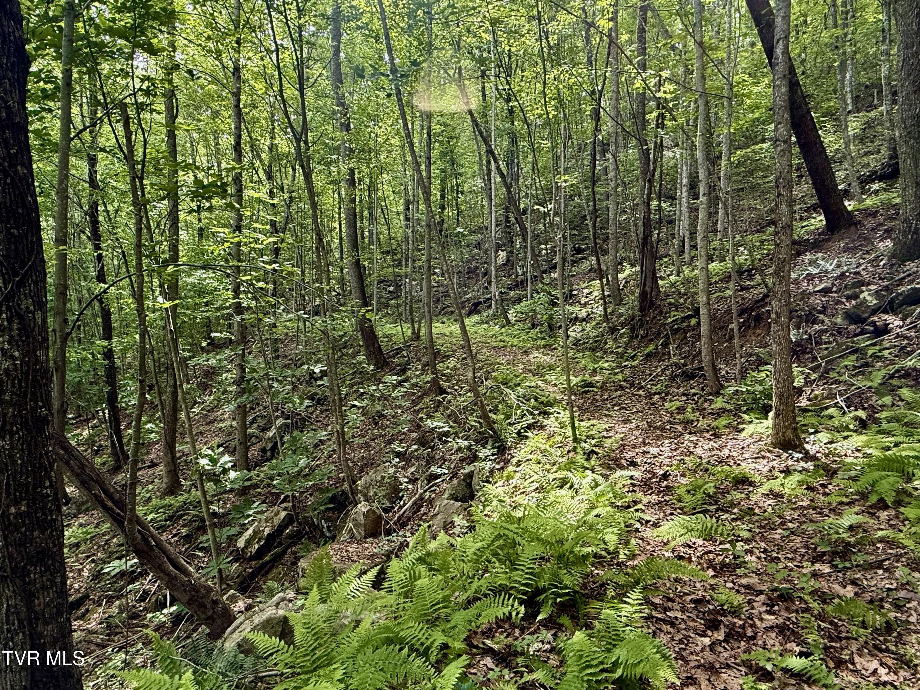 212/Ac 0 Tbd Pressmens Home Road, Rogersville, Tennessee image 9