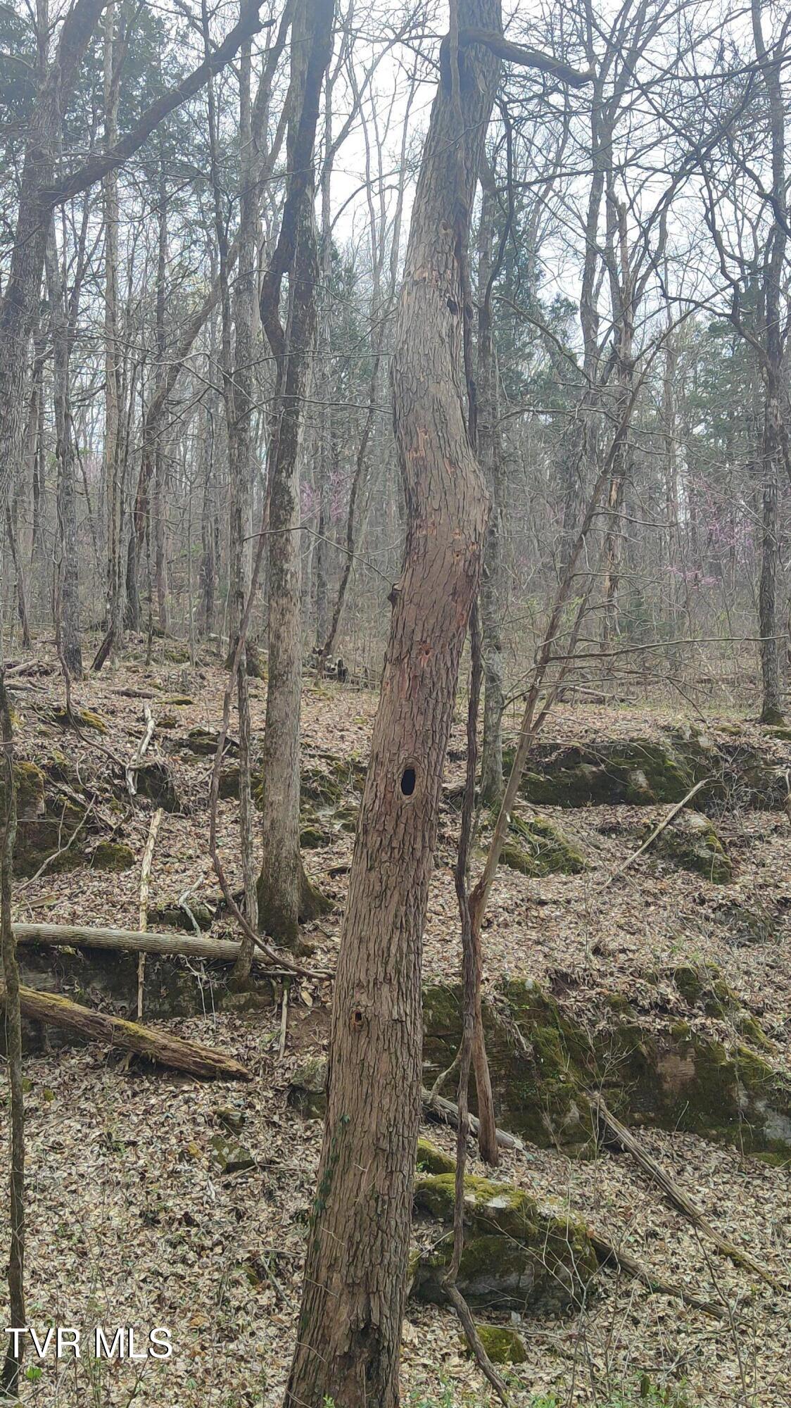 20 Acres Tbd Dunville Gap Road, Rutledge, Tennessee image 18