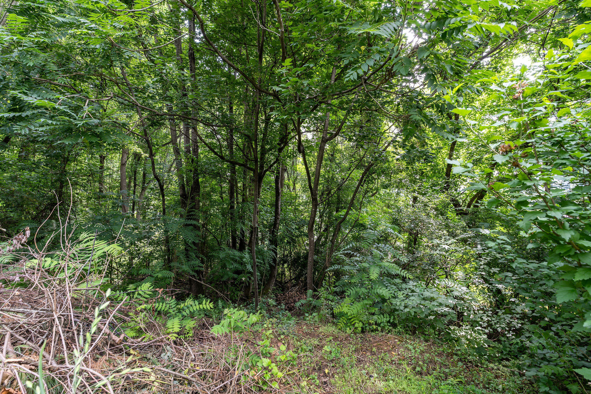 112 Leslie Court, Kingsport, Tennessee image 20