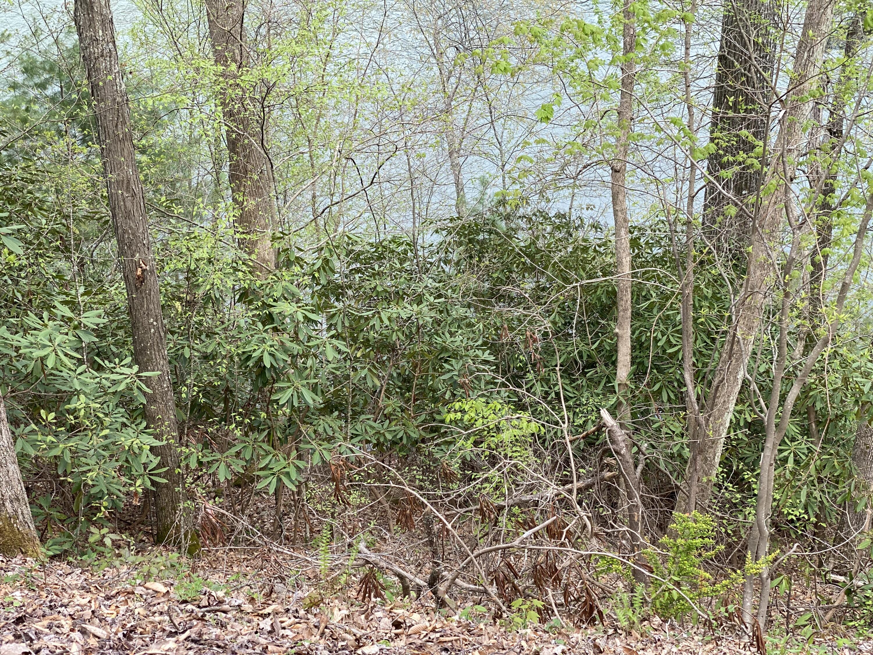 Two Coves Edge Drive, Butler, Tennessee image 21