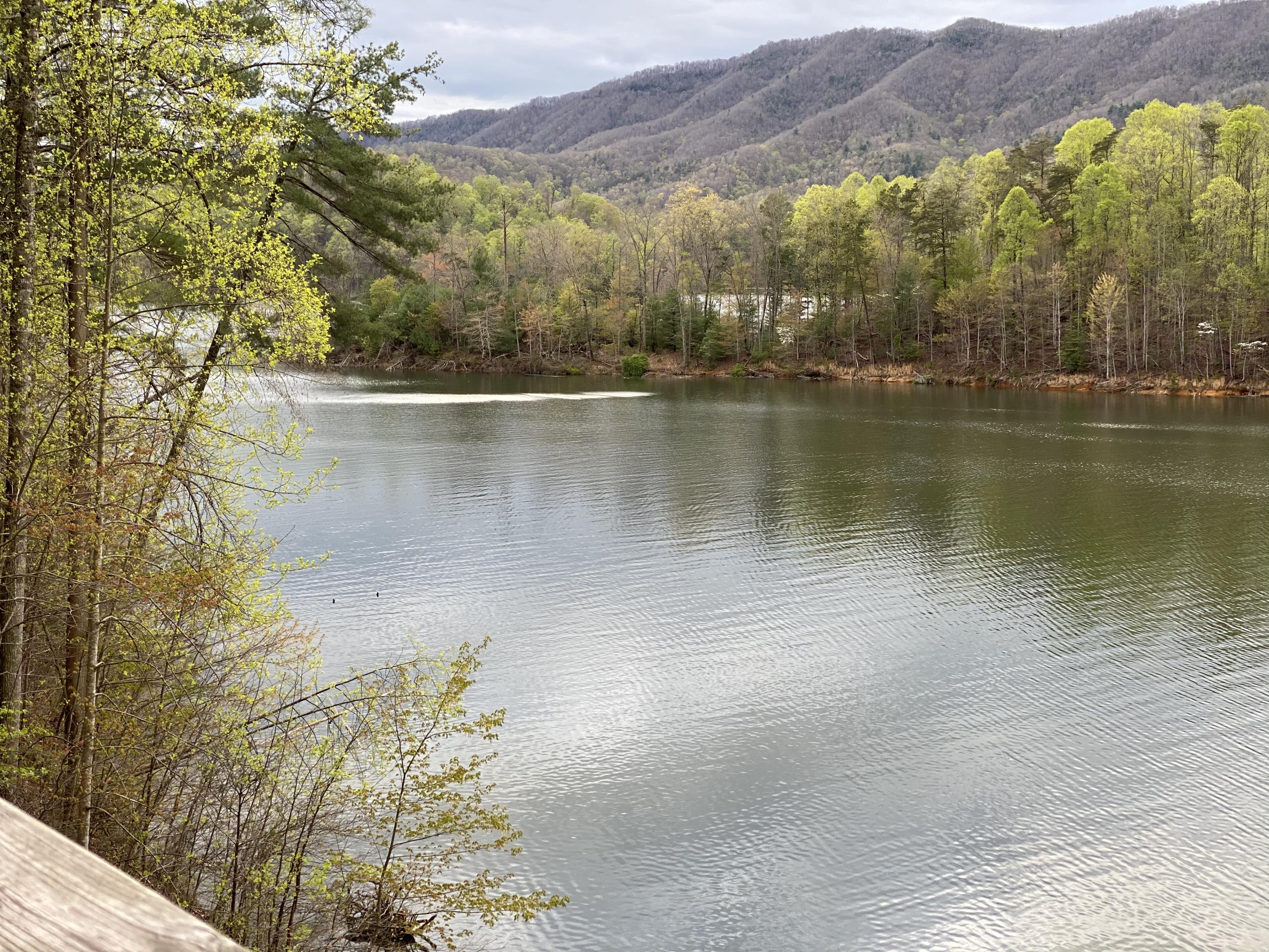 Two Coves Edge Drive, Butler, Tennessee image 30