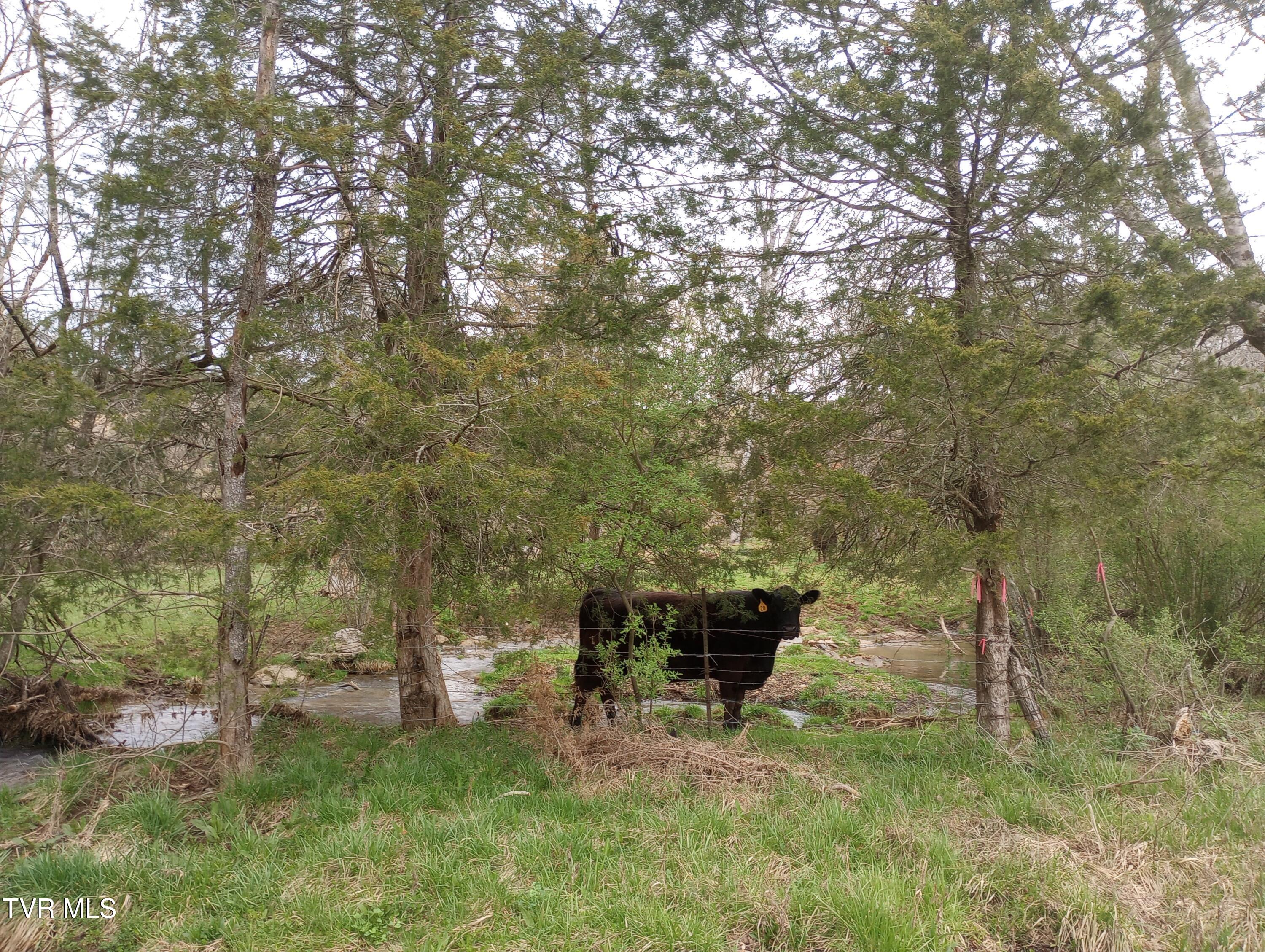 632 Burtons Ford Road, Castlewood, Virginia image 34