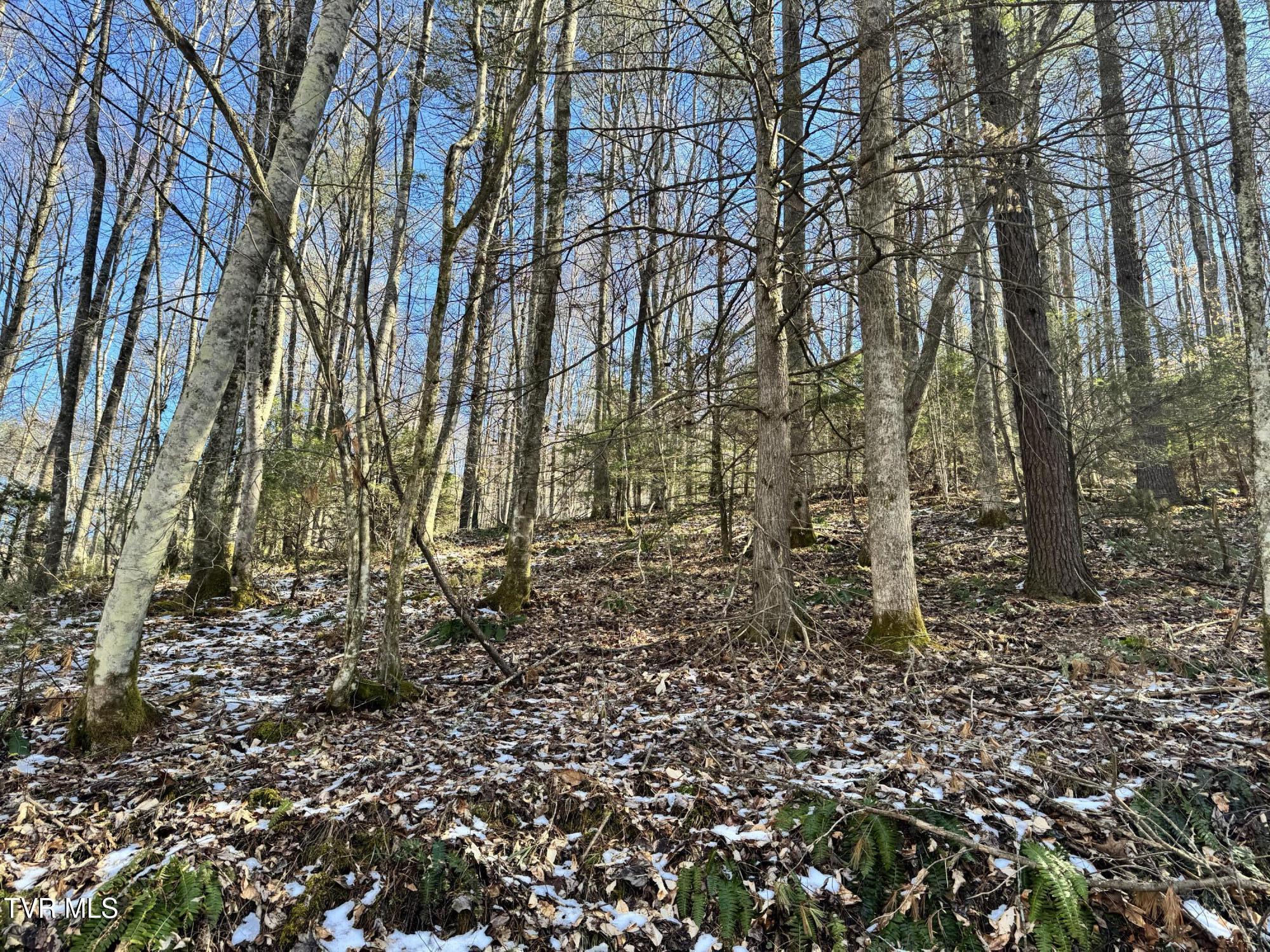 Big Dry Run Road, Mountain City, Tennessee image 22