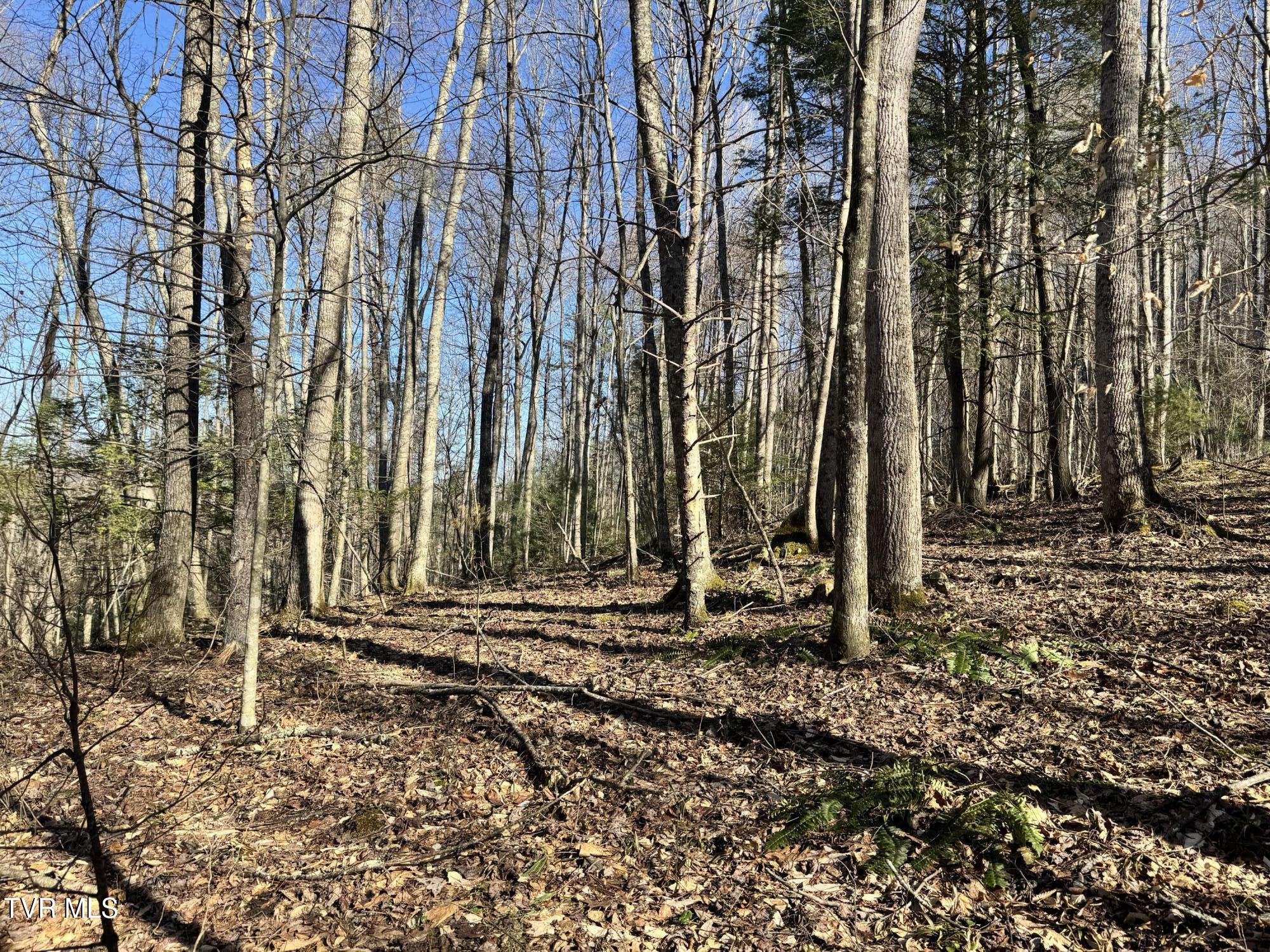 Big Dry Run Road, Mountain City, Tennessee image 25