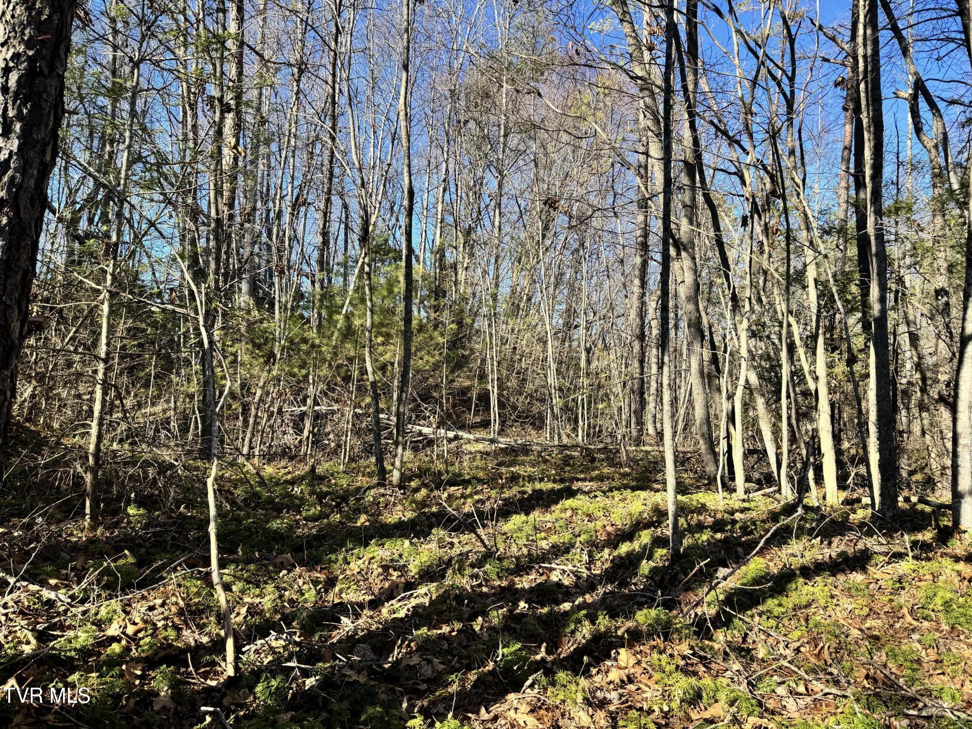 Big Dry Run Road, Mountain City, Tennessee image 37