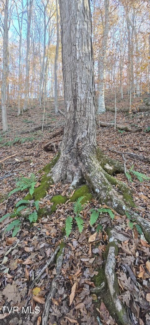 Vacant Land For Sale - 2351 Line Road<br/> Eidson, TN 37731