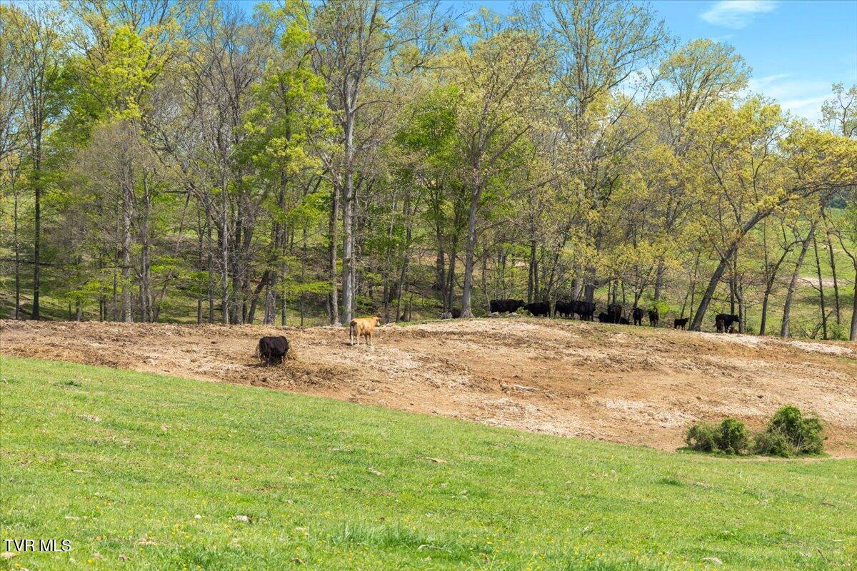 9135 Old Stage Road, Limestone, Tennessee image 4