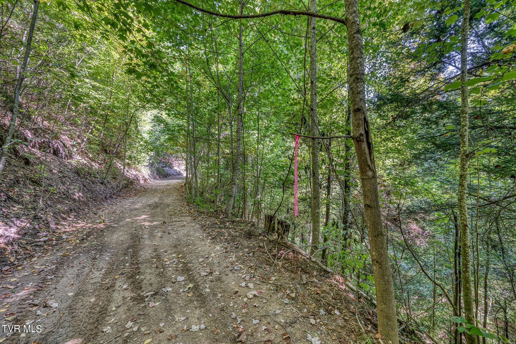 Waters Rd Road, Laurel Bloomery, Tennessee image 22
