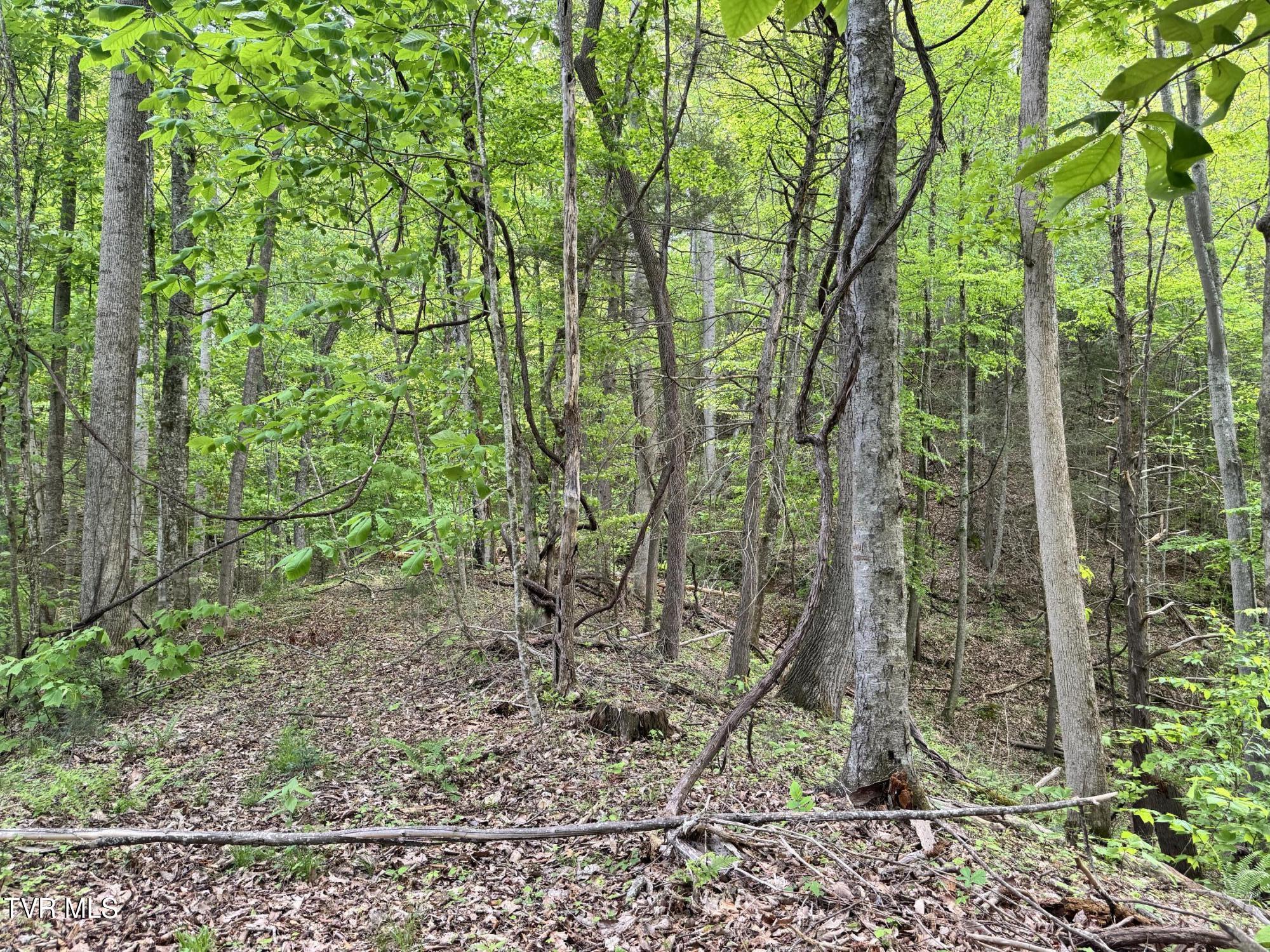 4090 Old Asheville Highway, Flag Pond, Tennessee image 20