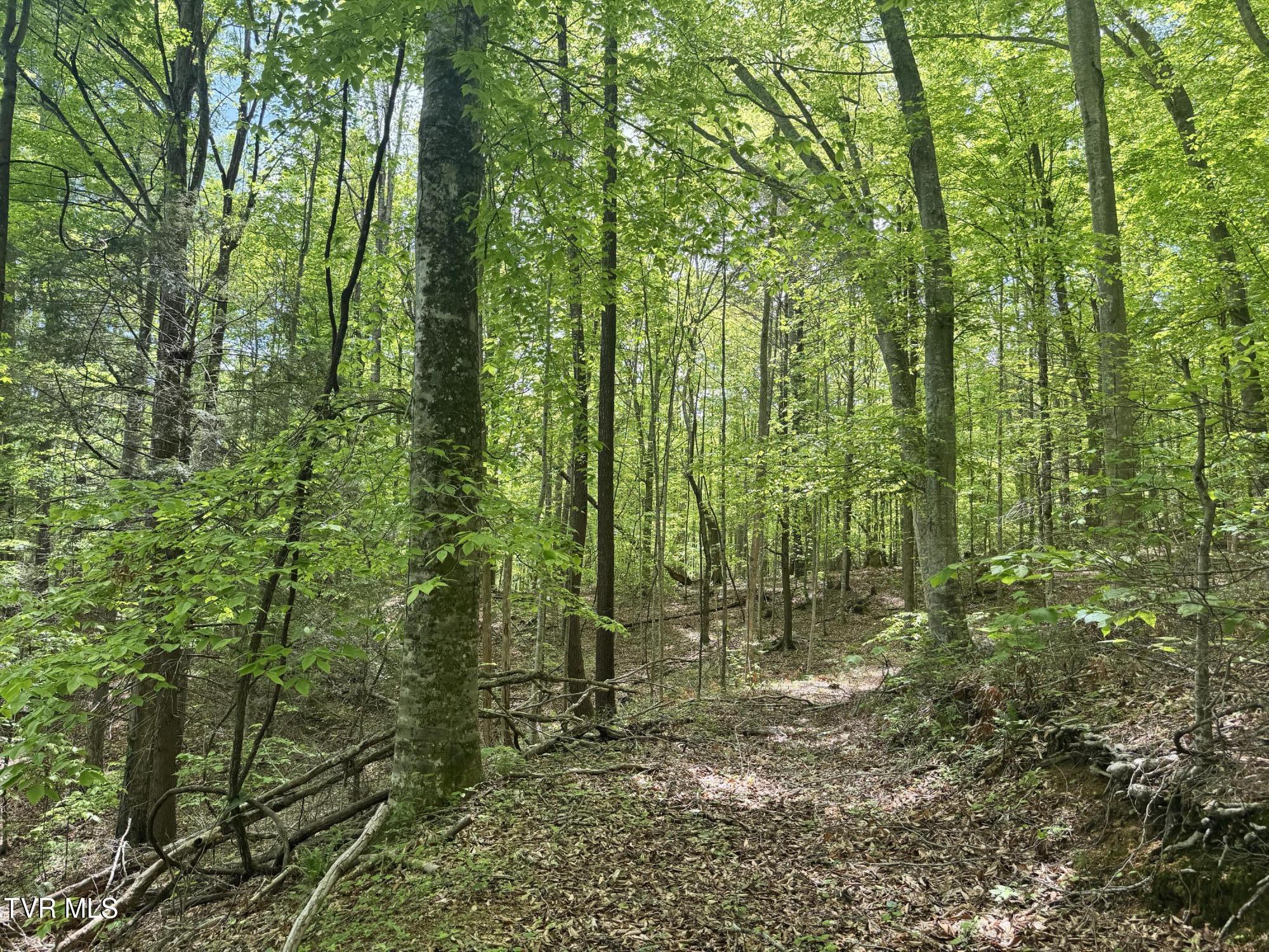4090 Old Asheville Highway, Flag Pond, Tennessee image 2