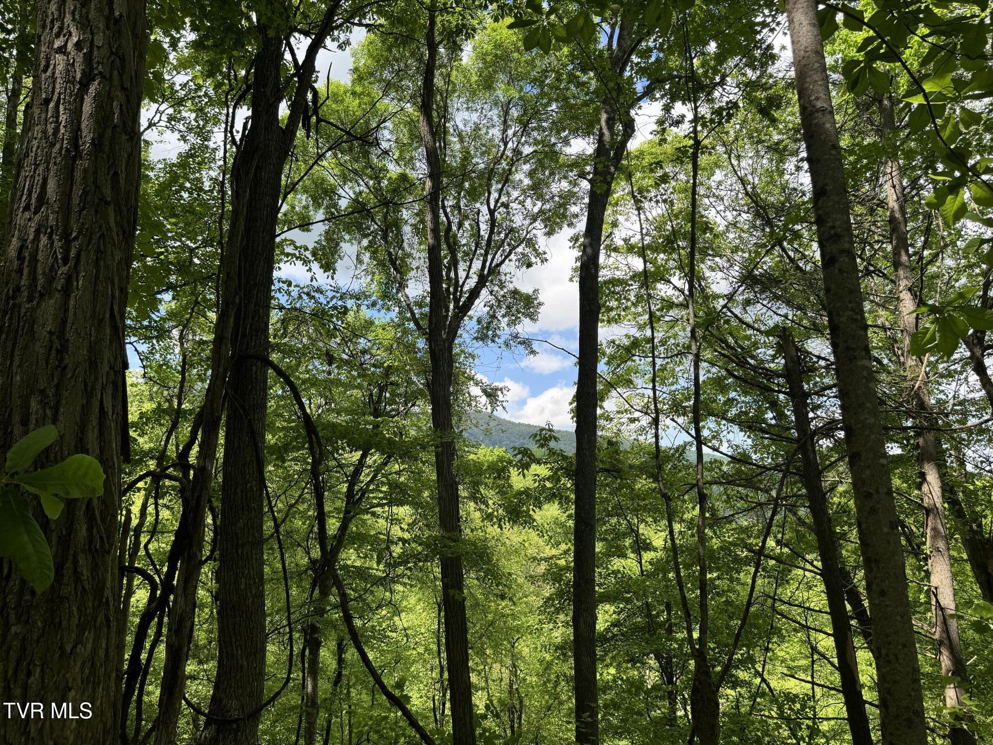 4090 Old Asheville Highway, Flag Pond, Tennessee image 18